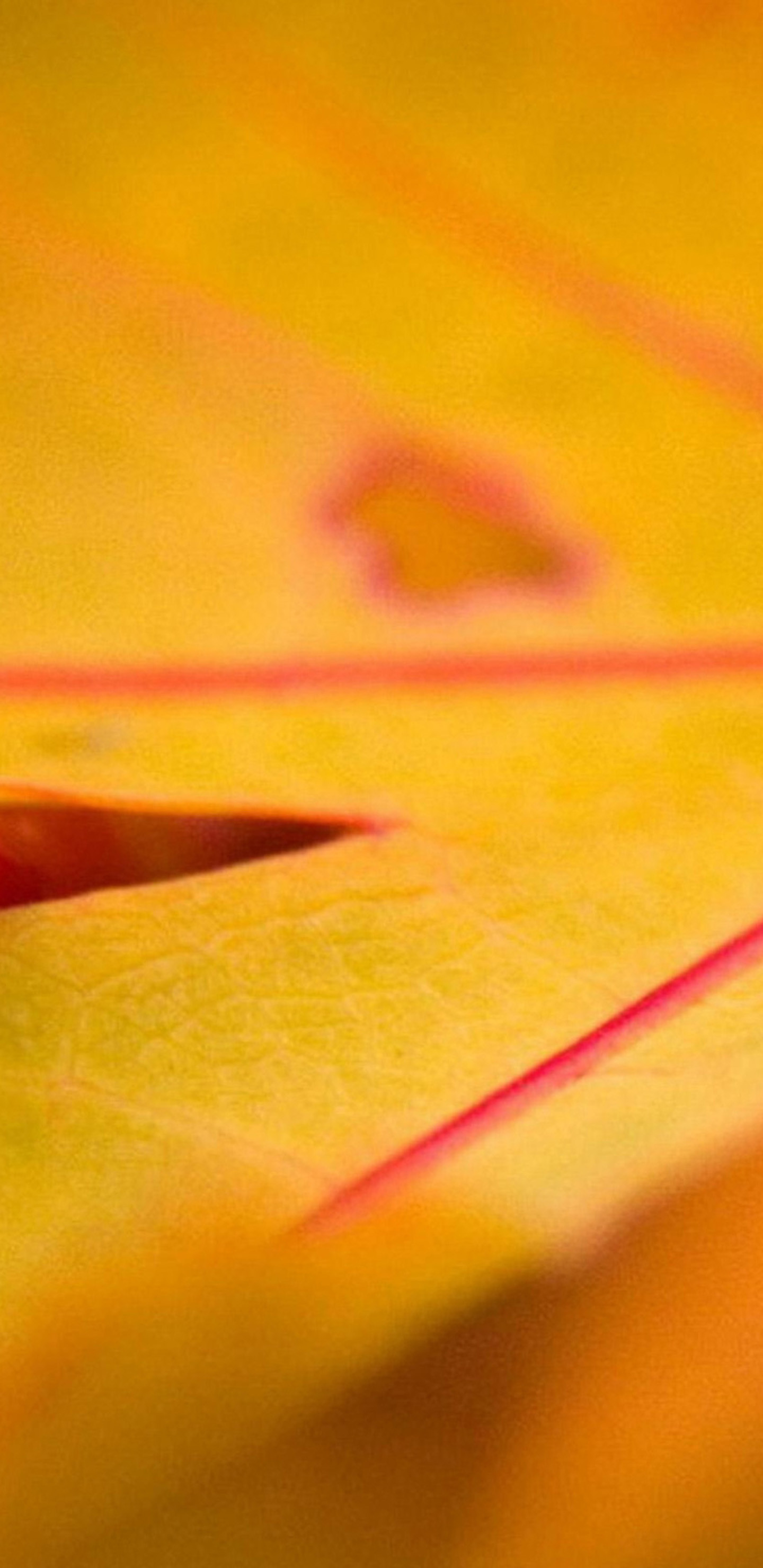Foglia, Macro, Giallo, Venature, sfondo schermata di blocco Samsung S8