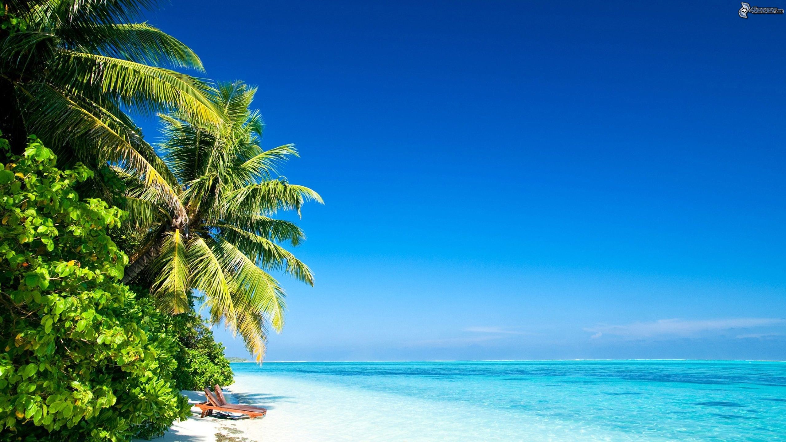 Spiaggia tropicale, Palme, Mare, Cielo azzurro, 2K, sfondo per PC e portatile