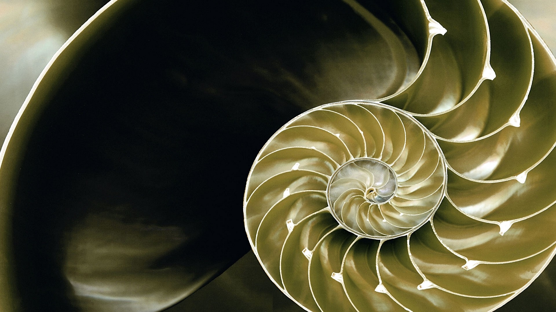 Nautilus, Spirale, Sezione, Macro, Full HD, sfondo per portatile
