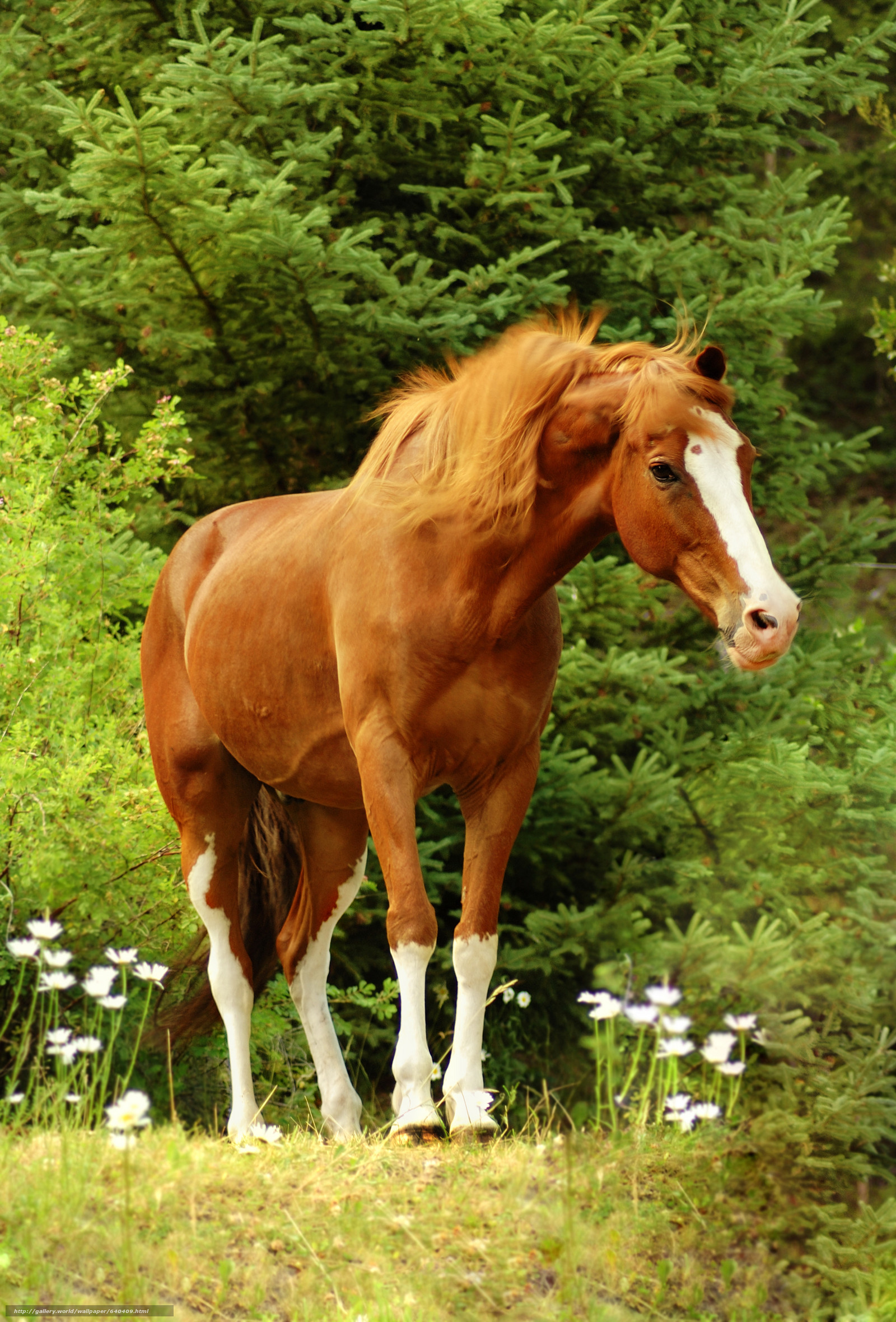 Cavallo sauro, Bosco, Fiori bianchi, QHD+, sfondo per iPad e tablet