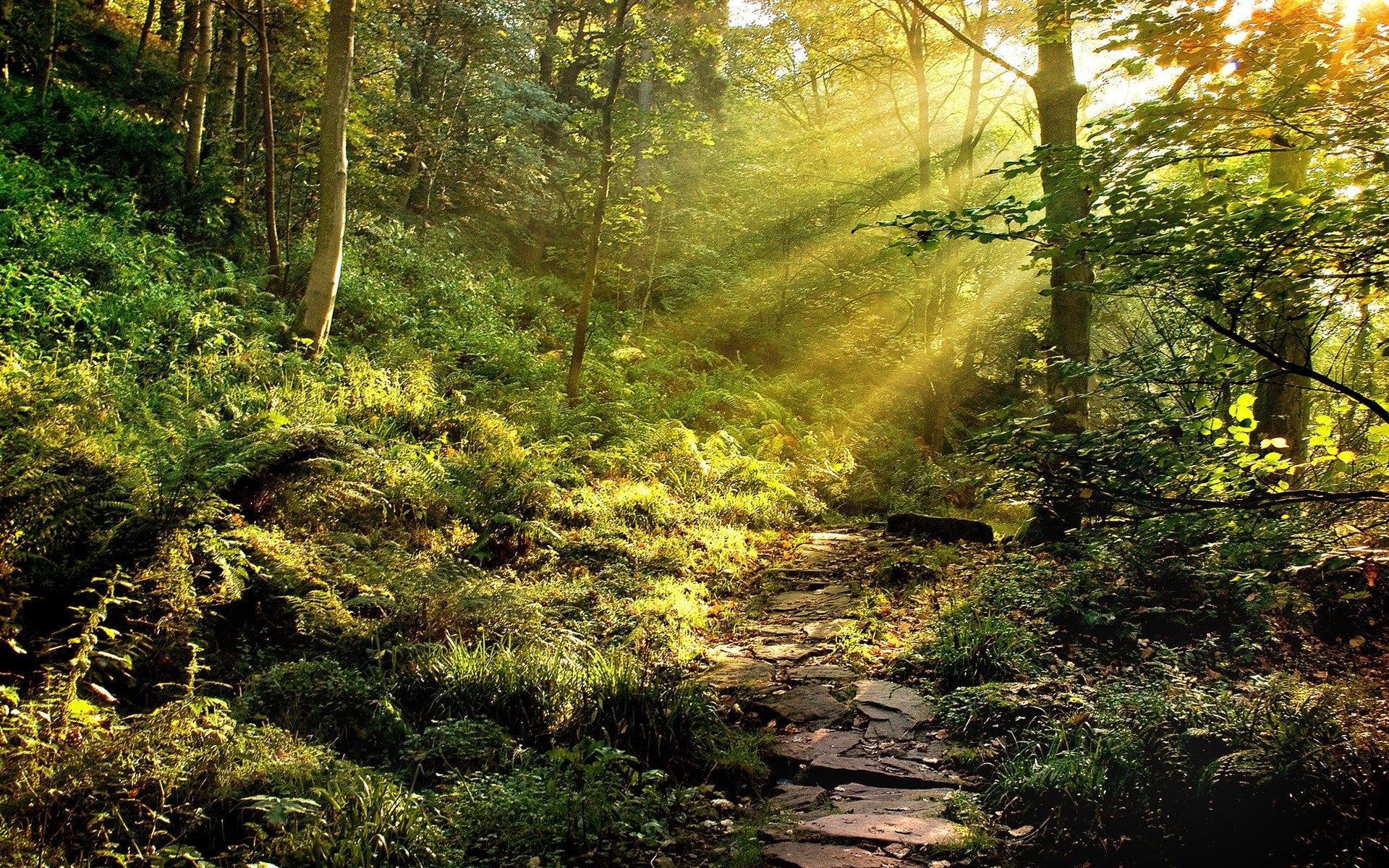 Sentiero di pietra, Raggi di sole, Felci, Bosco, 1920x1200, sfondo MacBook Pro