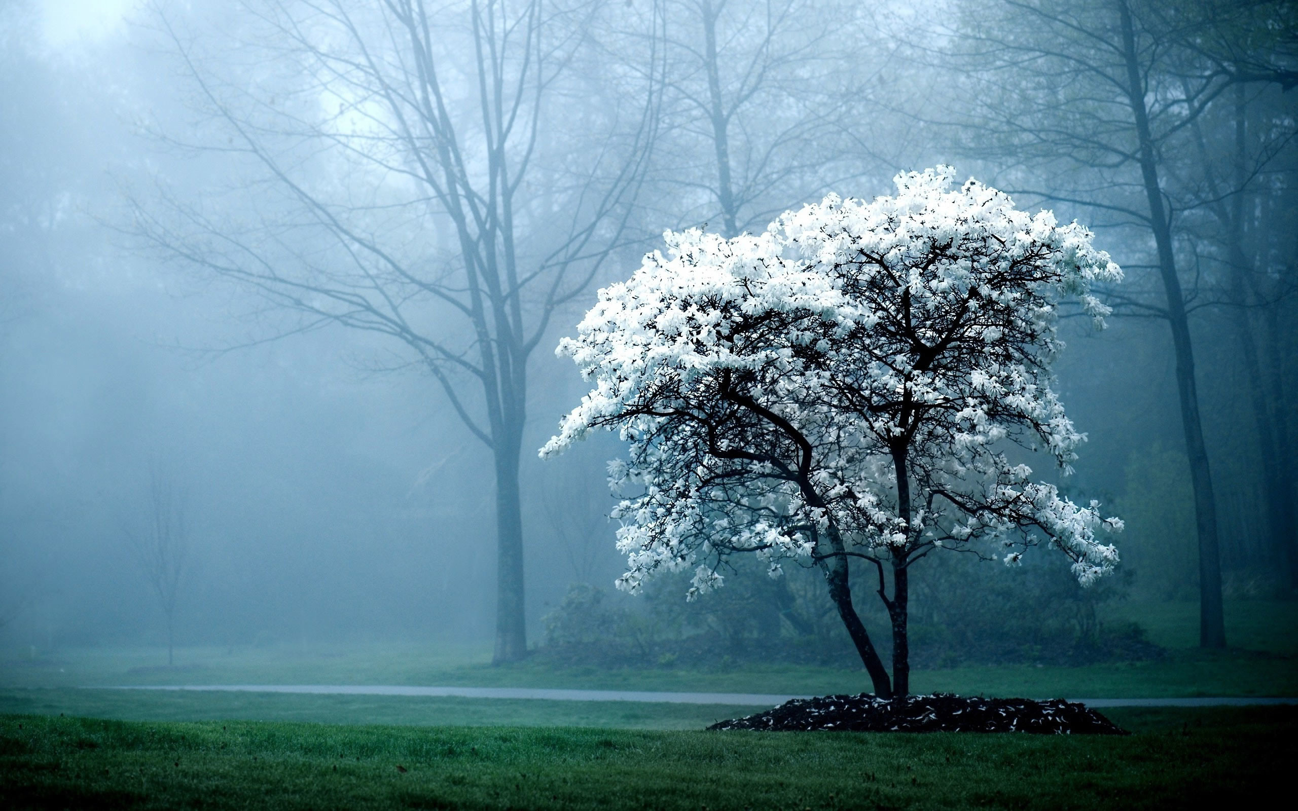 Albero in fiore, Nebbia, Parco, Primavera, 2560x1600, sfondo MacBook Pro