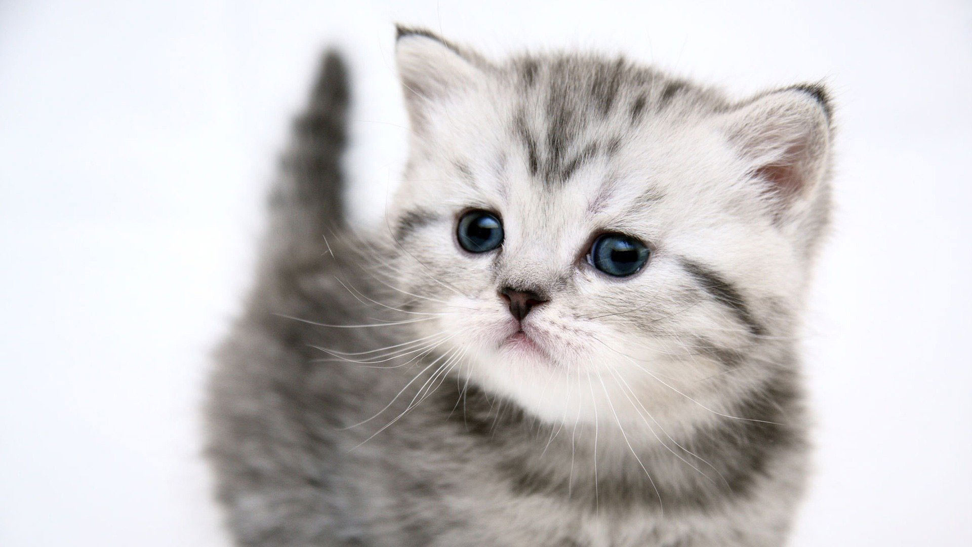 Gattino, Gatto tigrato grigio, Occhi azzurri, Sfondo bianco, Full HD, wallpaper per portatile