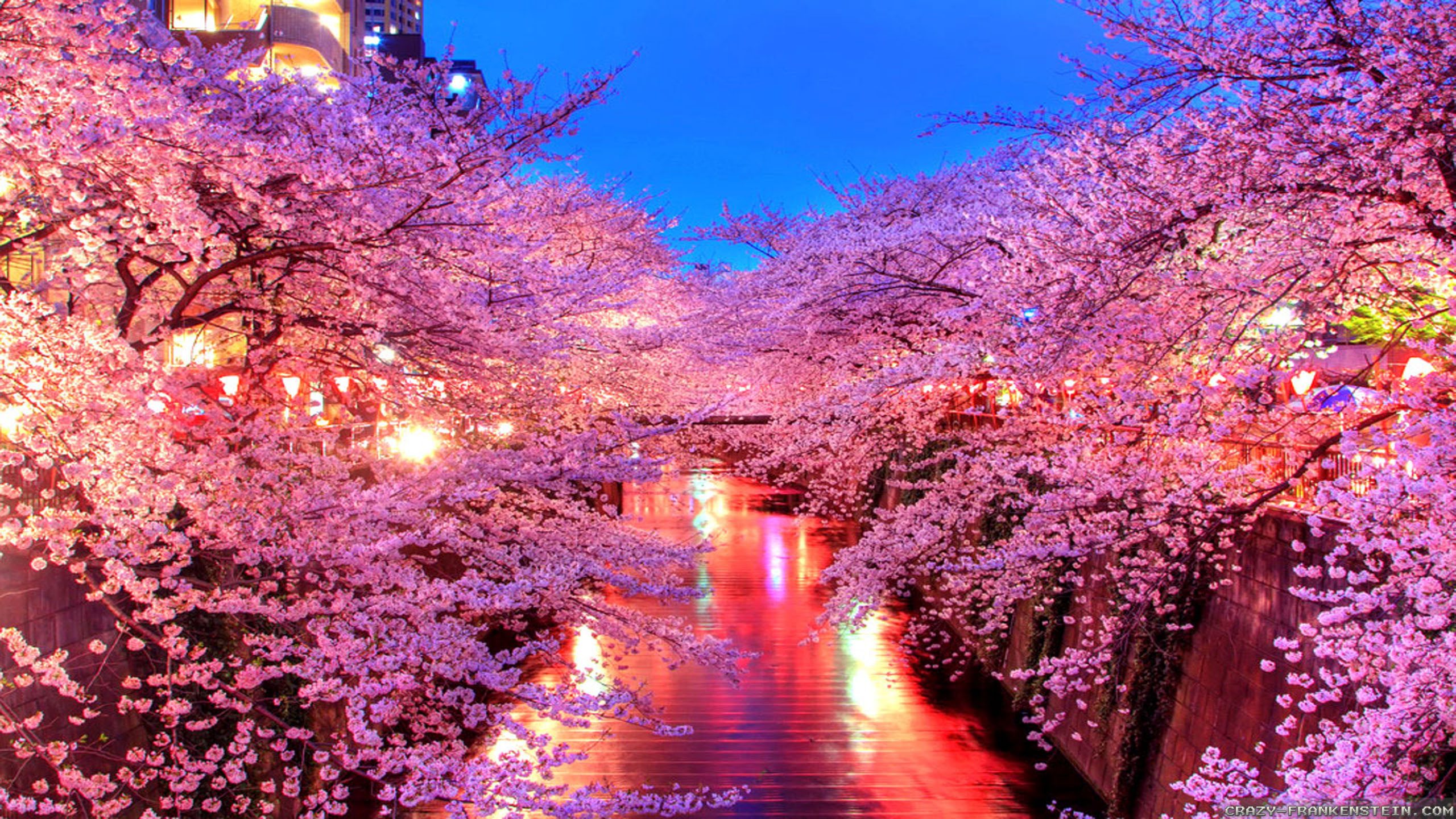 Fiume Meguro, Fiori di ciliegio, Sakura, Tokyo, Notte, 2K, sfondo per PC e portatile