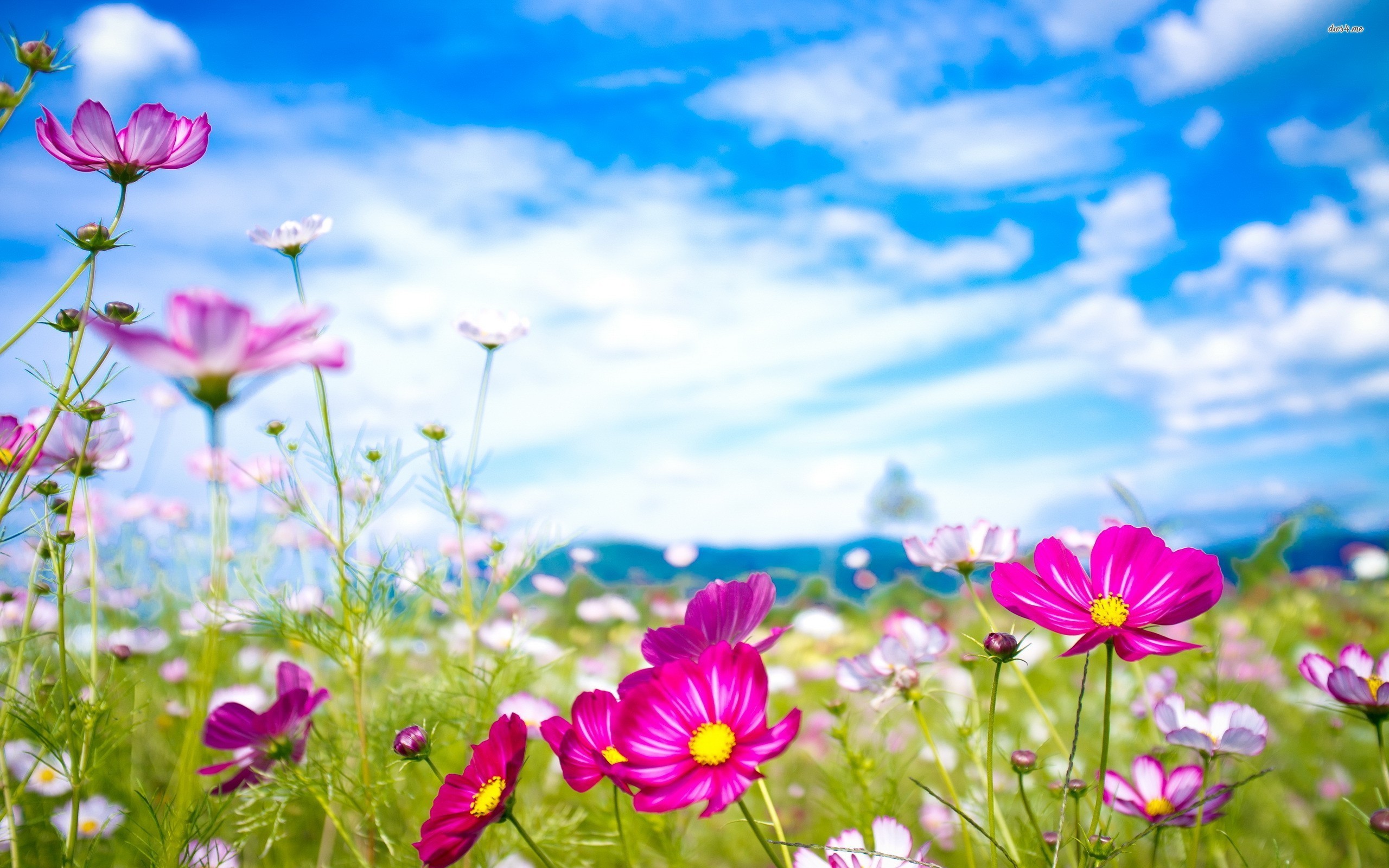 Cosmos, Prato fiorito, Cielo azzurro, 16:10 2K, sfondo widescreen