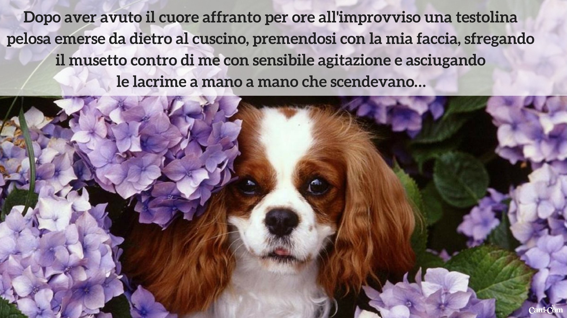 Cavalier King Charles Spaniel, Ortensie, Citazione, Lacrime, Full HD, sfondo desktop
