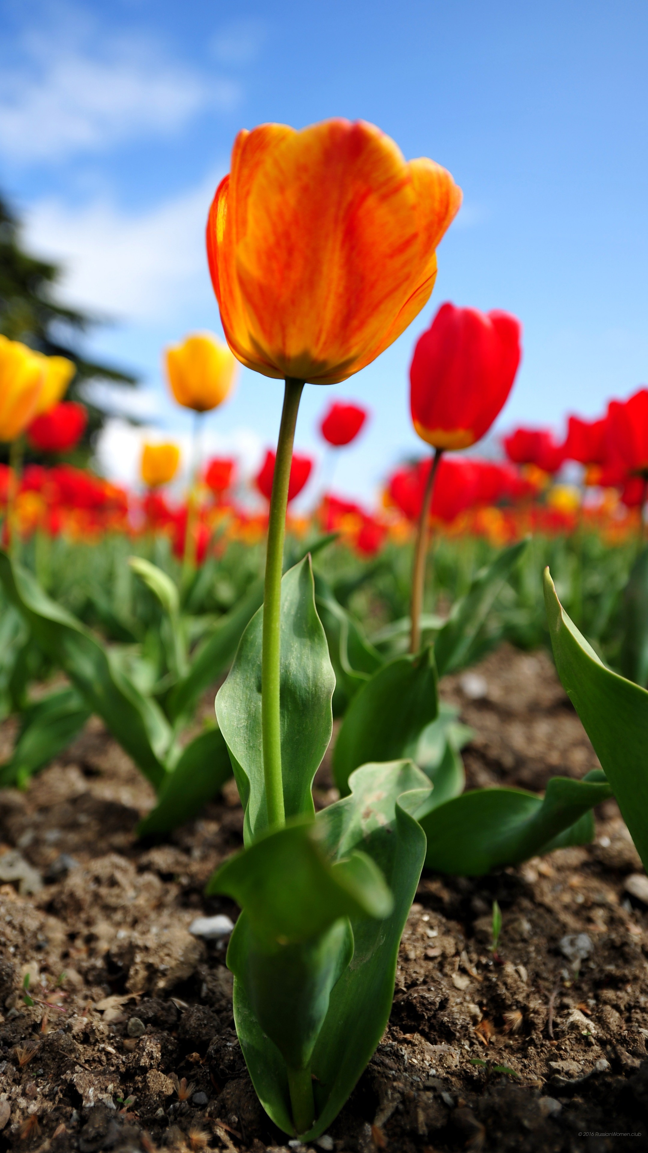 Tulipani, Campo di tulipani, Primavera, sfondo per desktop