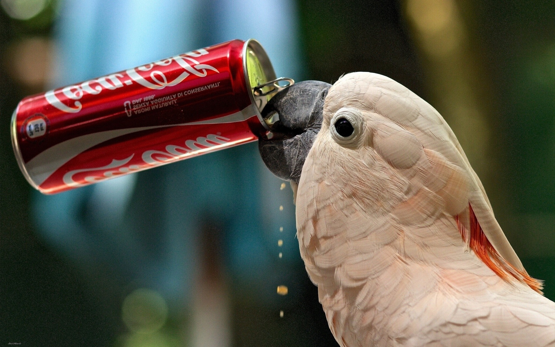 Coca-Cola, Cacatua, Lattina, Pappagallo, Full HD, sfondo per PC e portatile
