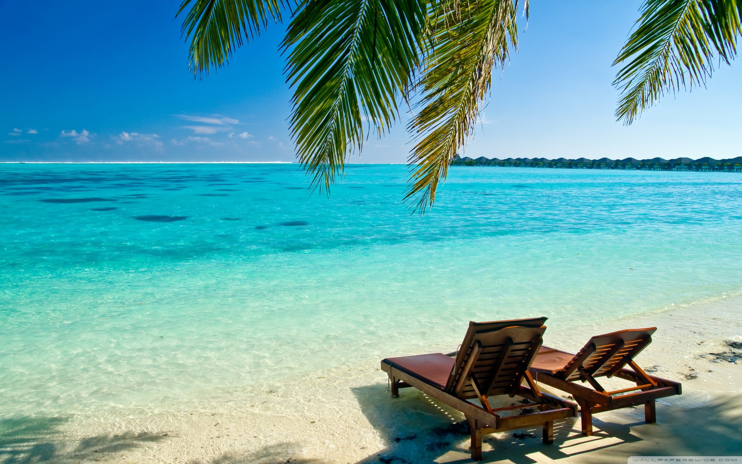 Lettini, Acqua cristallina, Palma, Tropicale, 2K, sfondo per PC e portatile