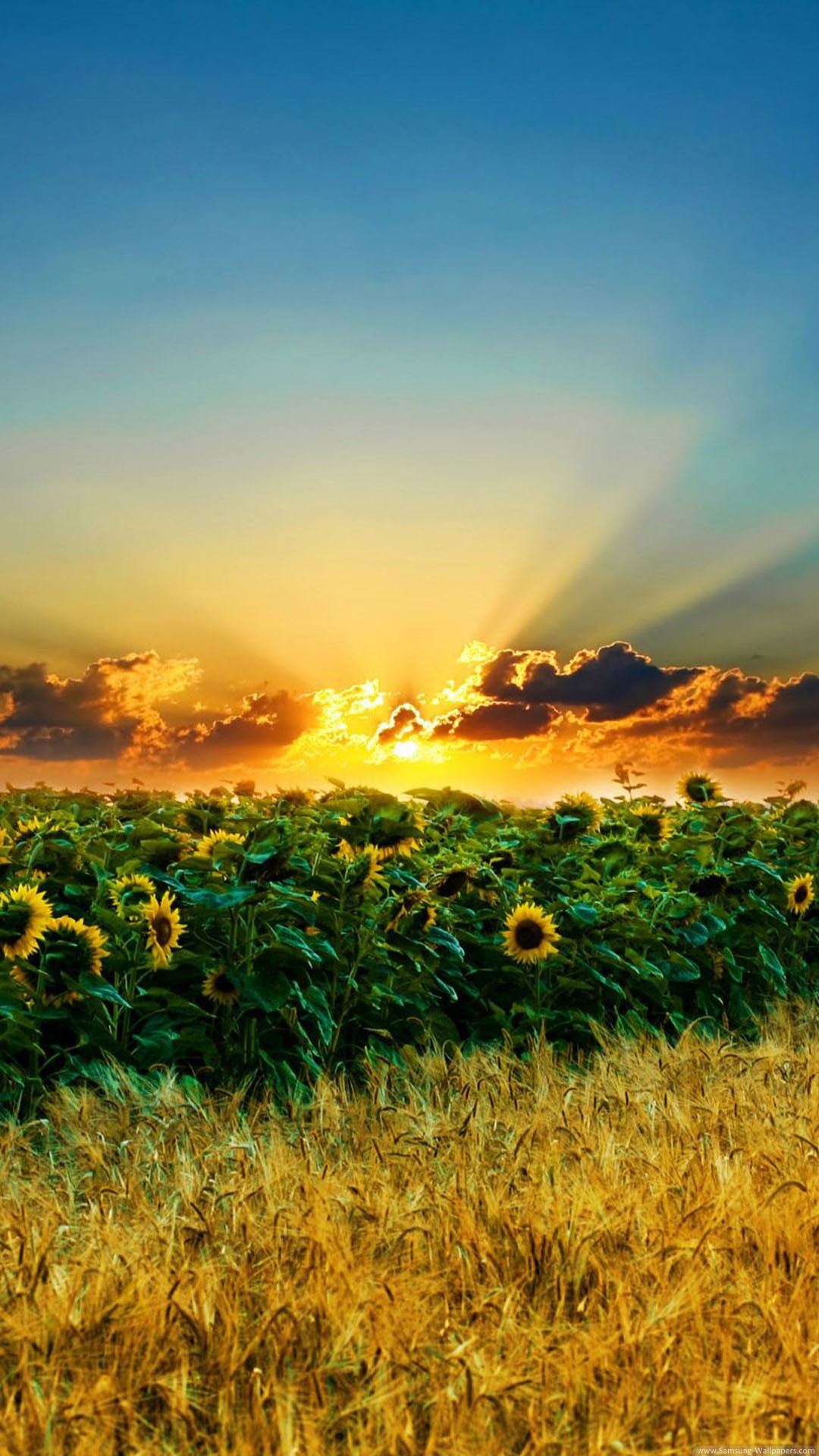 Girasoli, Tramonto, Campo, Raggi di sole, wallpaper iPhone 6