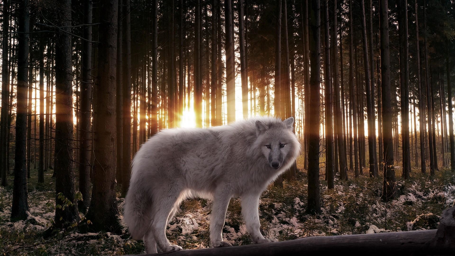 Lupo bianco, Foresta, Tramonto, Controluce, 1920x1080, immagine di sfondo