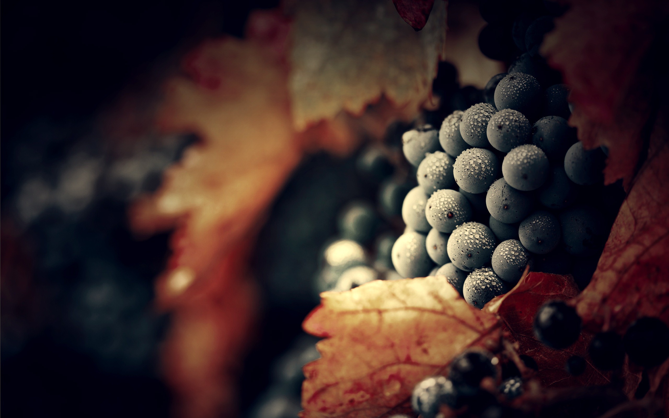 Uva nera, Grappolo, Vendemmia, Foglie di vite, 2K, wallpaper per computer