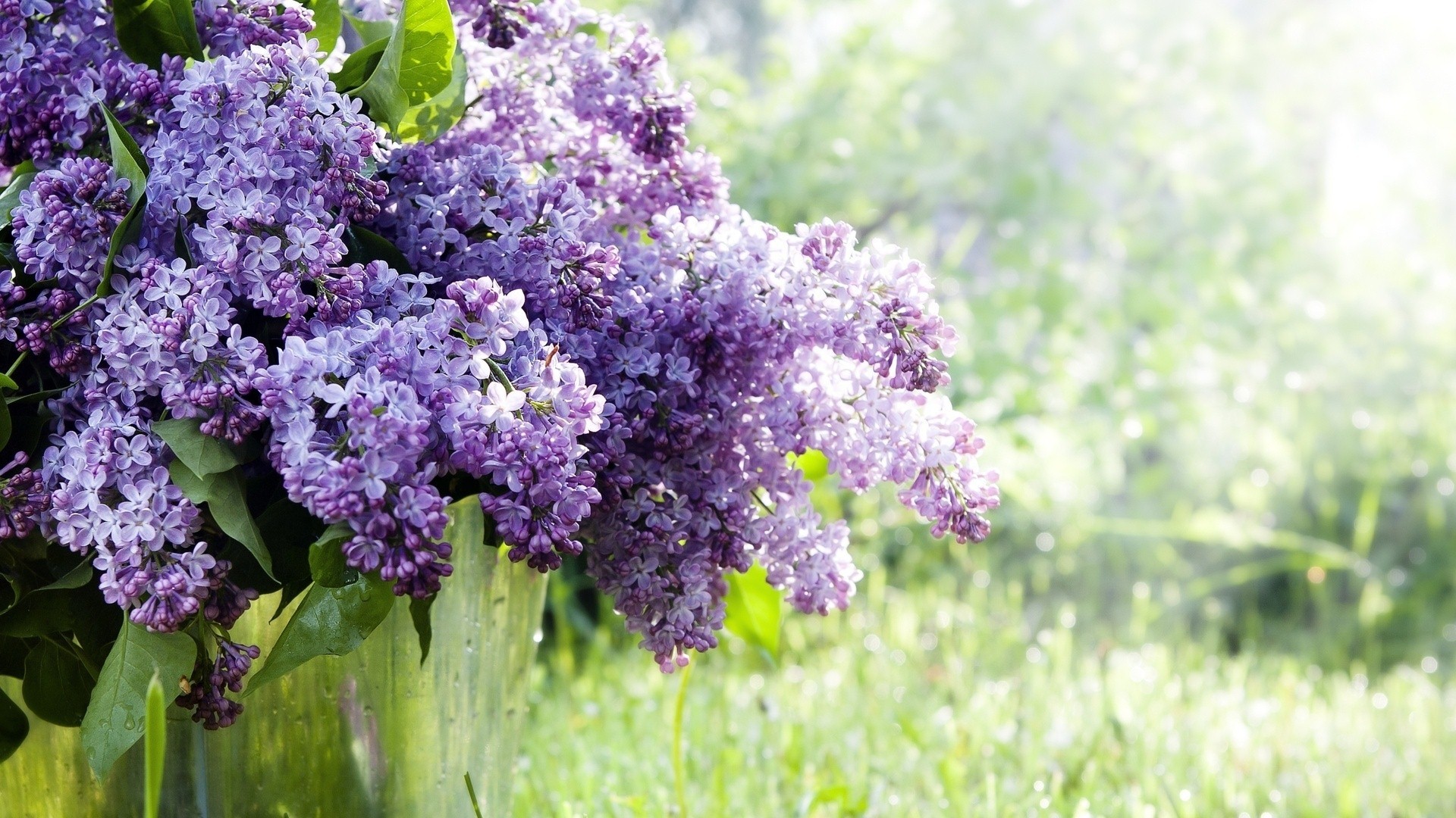 Lillà, Fiori viola, Primavera, Bokeh, Full HD, sfondo Windows 11