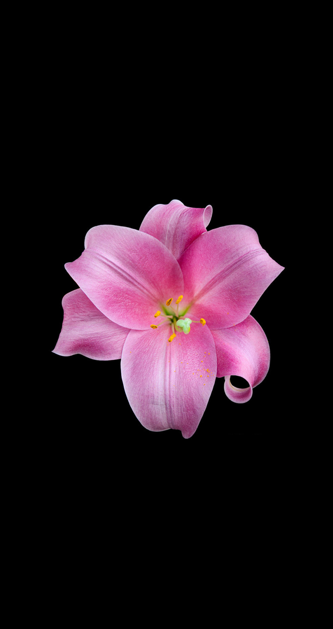 Giglio rosa, Fiore, Sfondo nero, Full HD, schermata di blocco iPhone