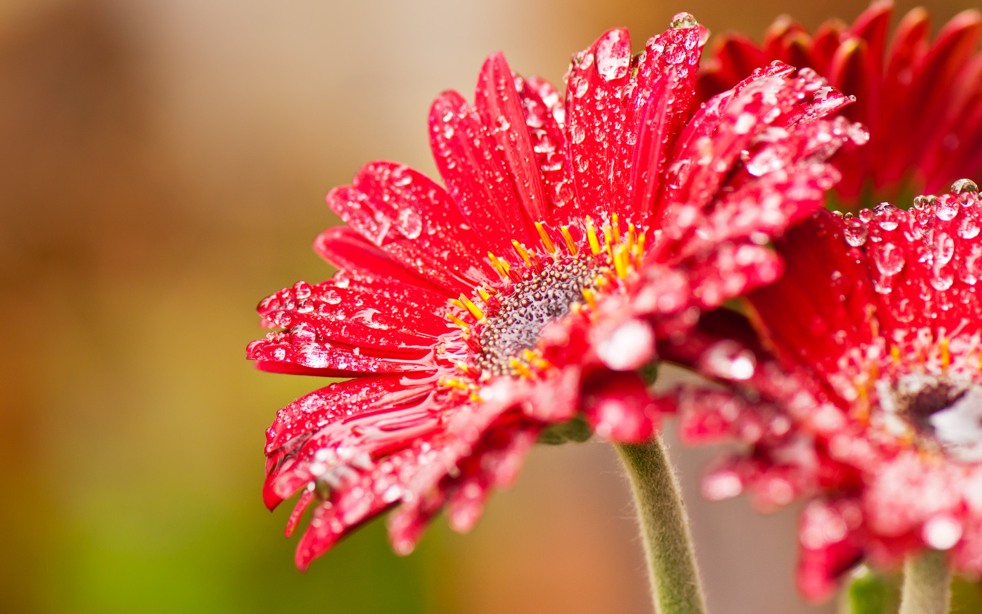 Gerbera rossa, Gocce di rugiada, Macro, Bokeh, Fiore, Full HD, sfondo per PC e portatile