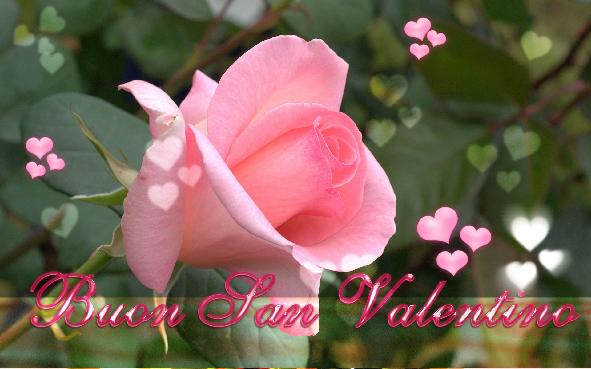 Buon San Valentino, Rosa rosa, Cuori, Foglie, Full HD, sfondo per portatile