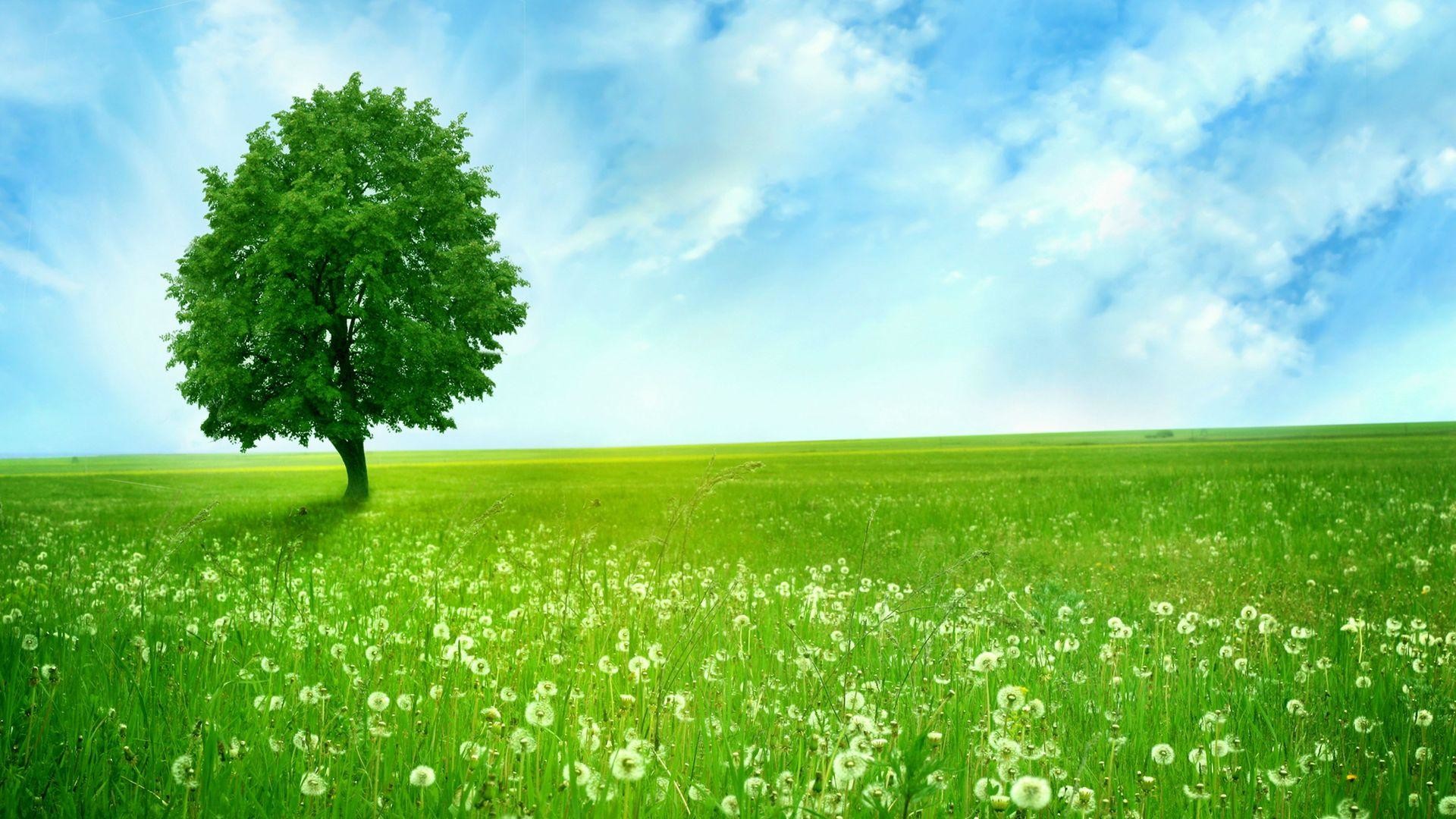 Albero solitario, Prato, Soffioni, Cielo azzurro, Full HD, sfondo desktop
