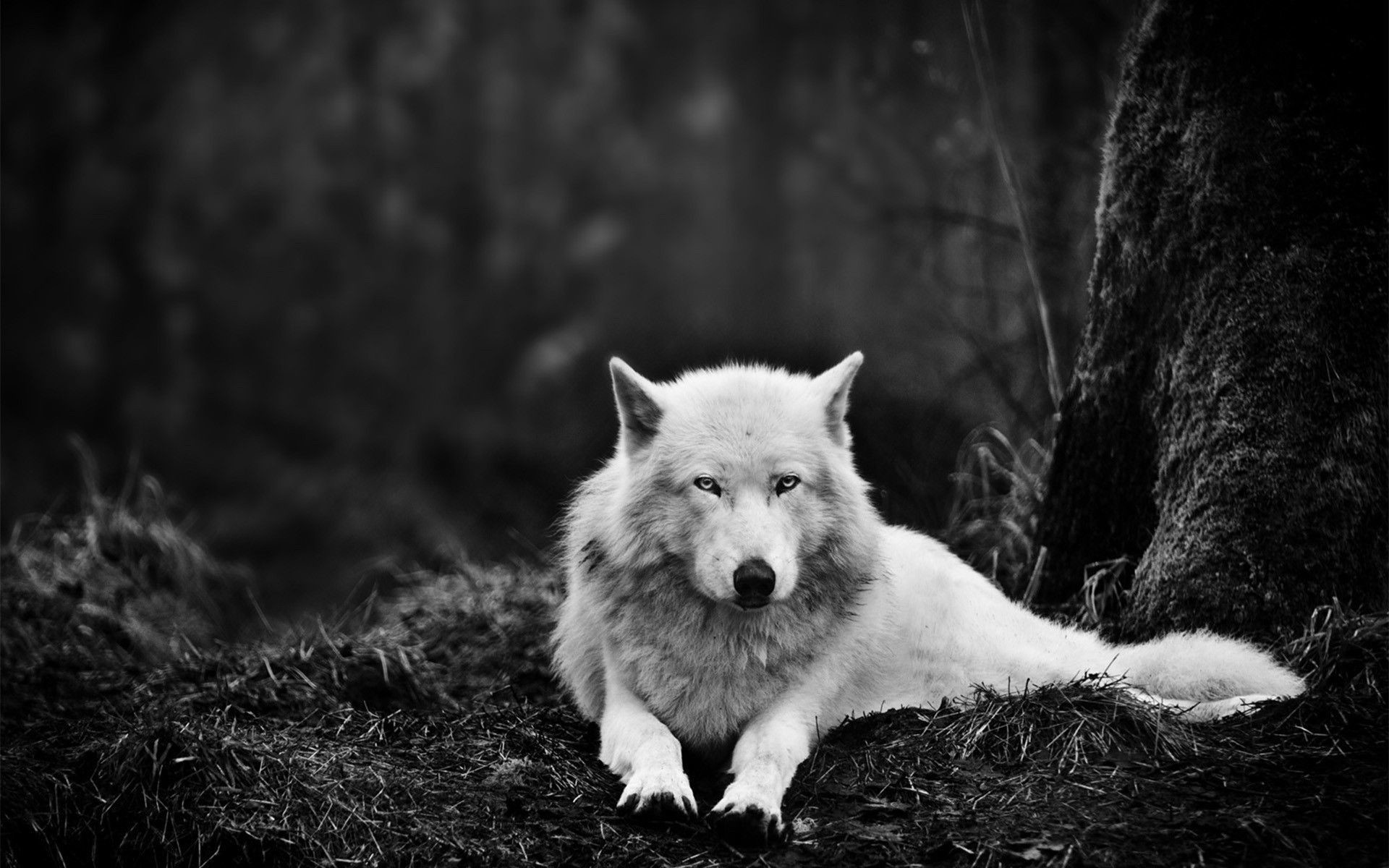 Lupo bianco, Foresta, Bianco e nero, sfondo desktop PC