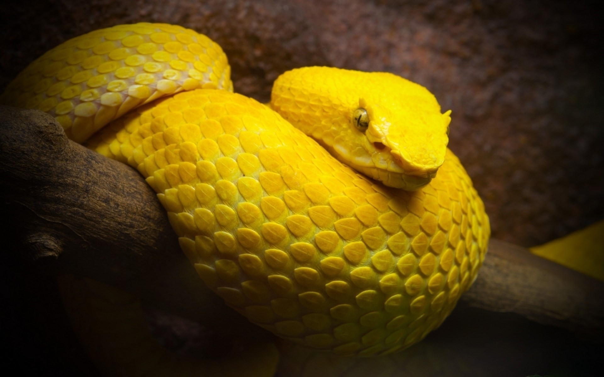 Vipera di Schlegel, Serpente giallo, Ramo, Squame, 1920x1200, sfondo MacBook Pro