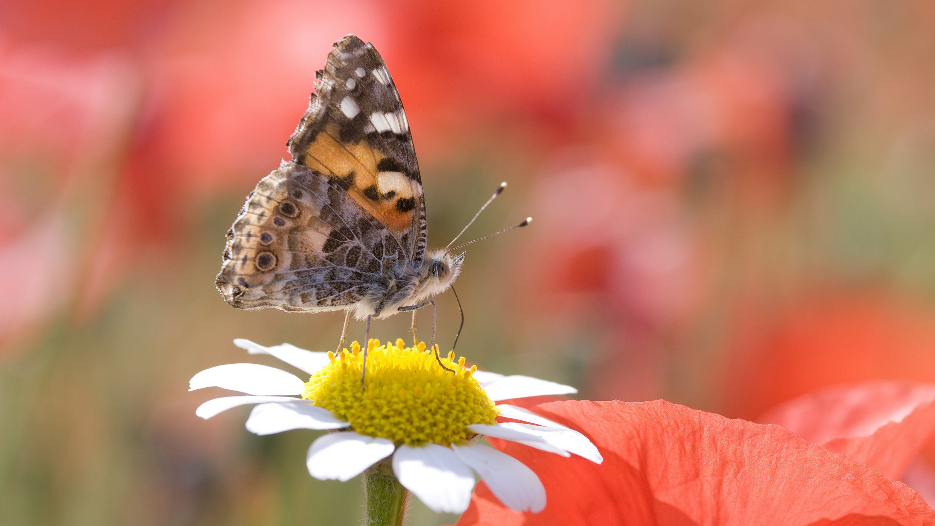 Vanessa del cardo, Farfalla, Margherita, Macro, 16:9 Full HD, wallpaper widescreen