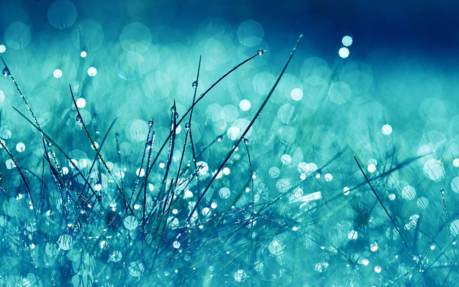 Bokeh, Erba, Turchese, Brillantini, Macro, 16:10 Full HD, sfondo widescreen