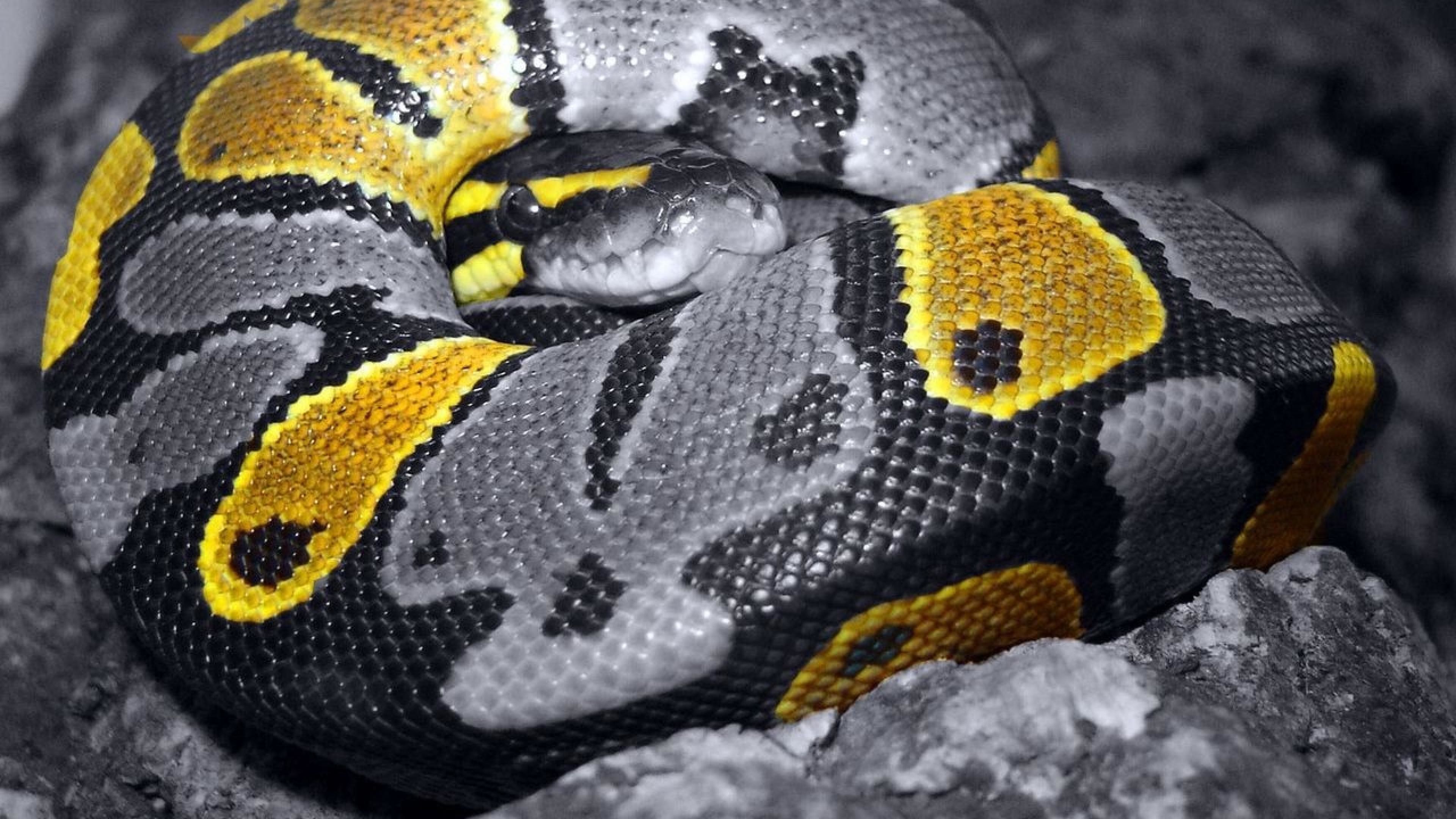 Pitone reale, Python regius, Giallo, Colore selettivo, 4K, sfondo per portatile
