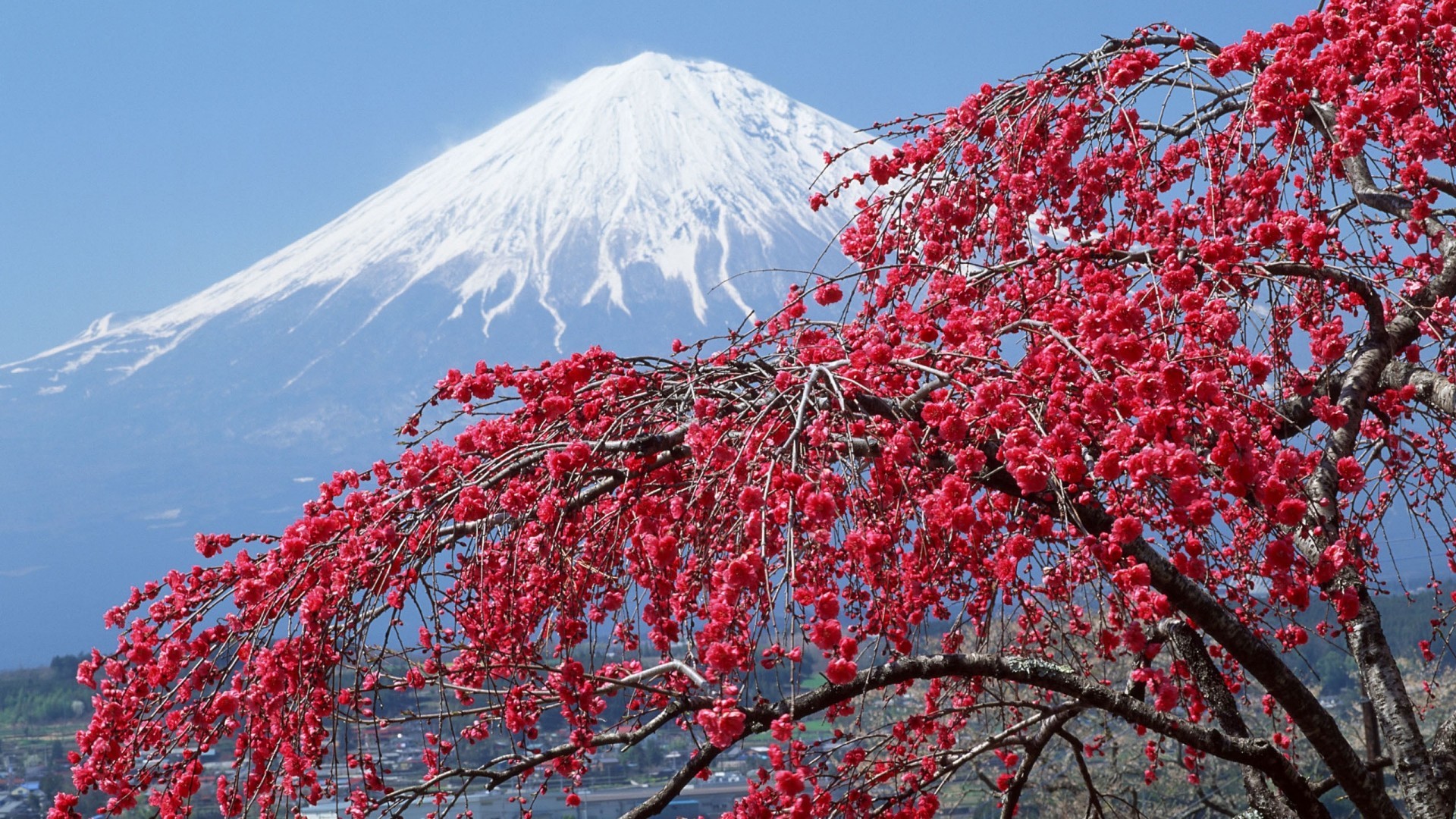 Monte Fuji, Ciliegio rosso, Giappone, 1920x1080, wallpaper desktop