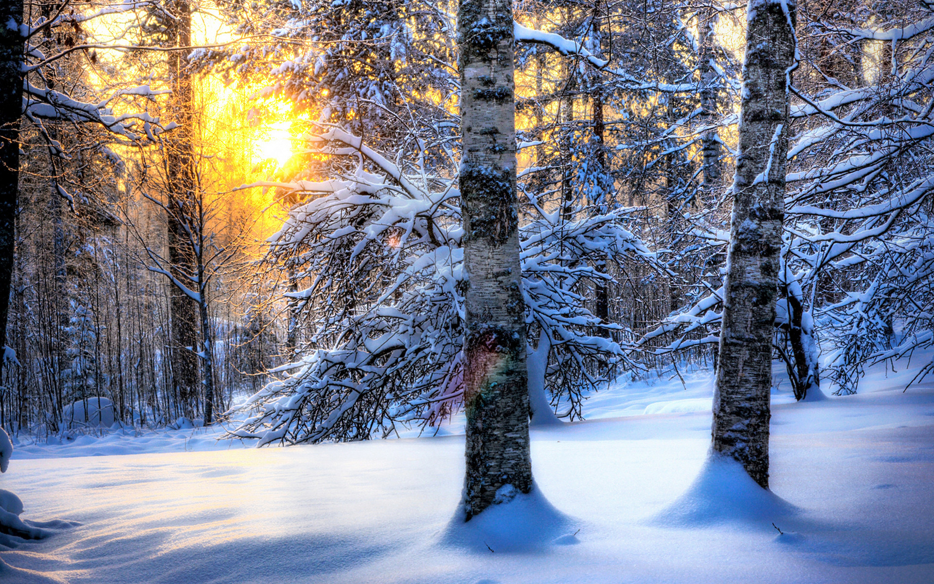Bosco innevato, Betulle, Sole, Controluce, 1920x1200, immagine di sfondo