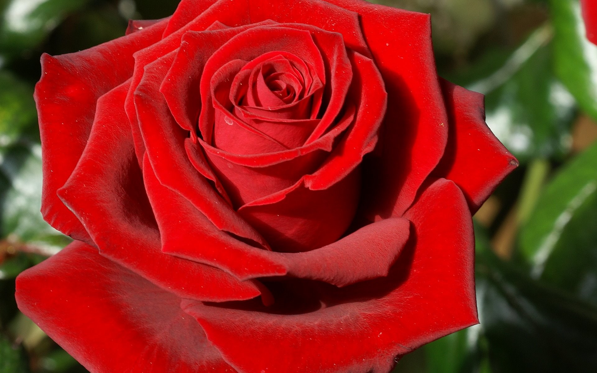 Rosa rossa, Petali vellutati, Macro, Fiore singolo, 1920x1201, sfondo MacBook Pro
