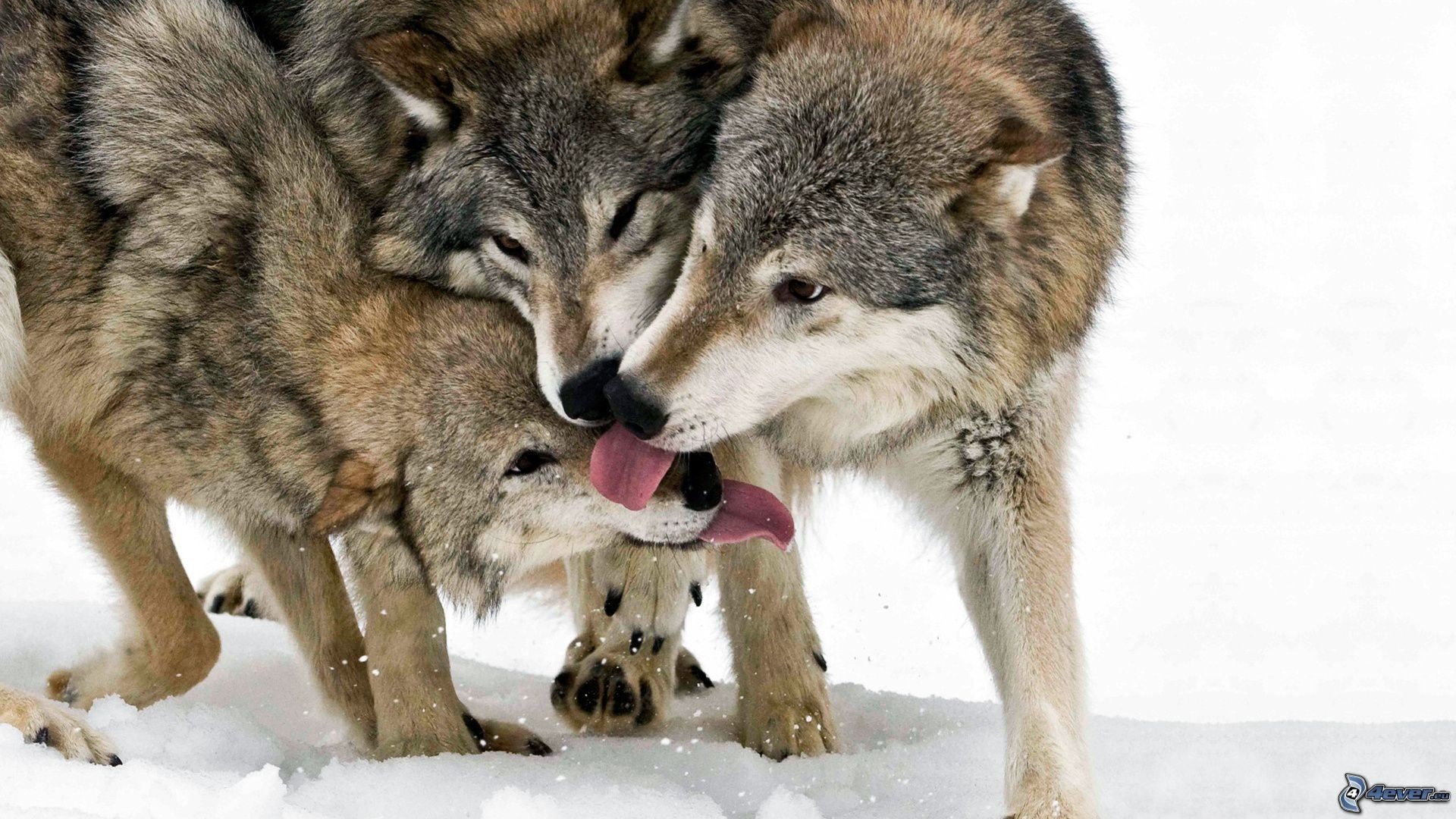 Lupi grigi, Branco, Neve, Affetto, 1920x1080, sfondo per PC