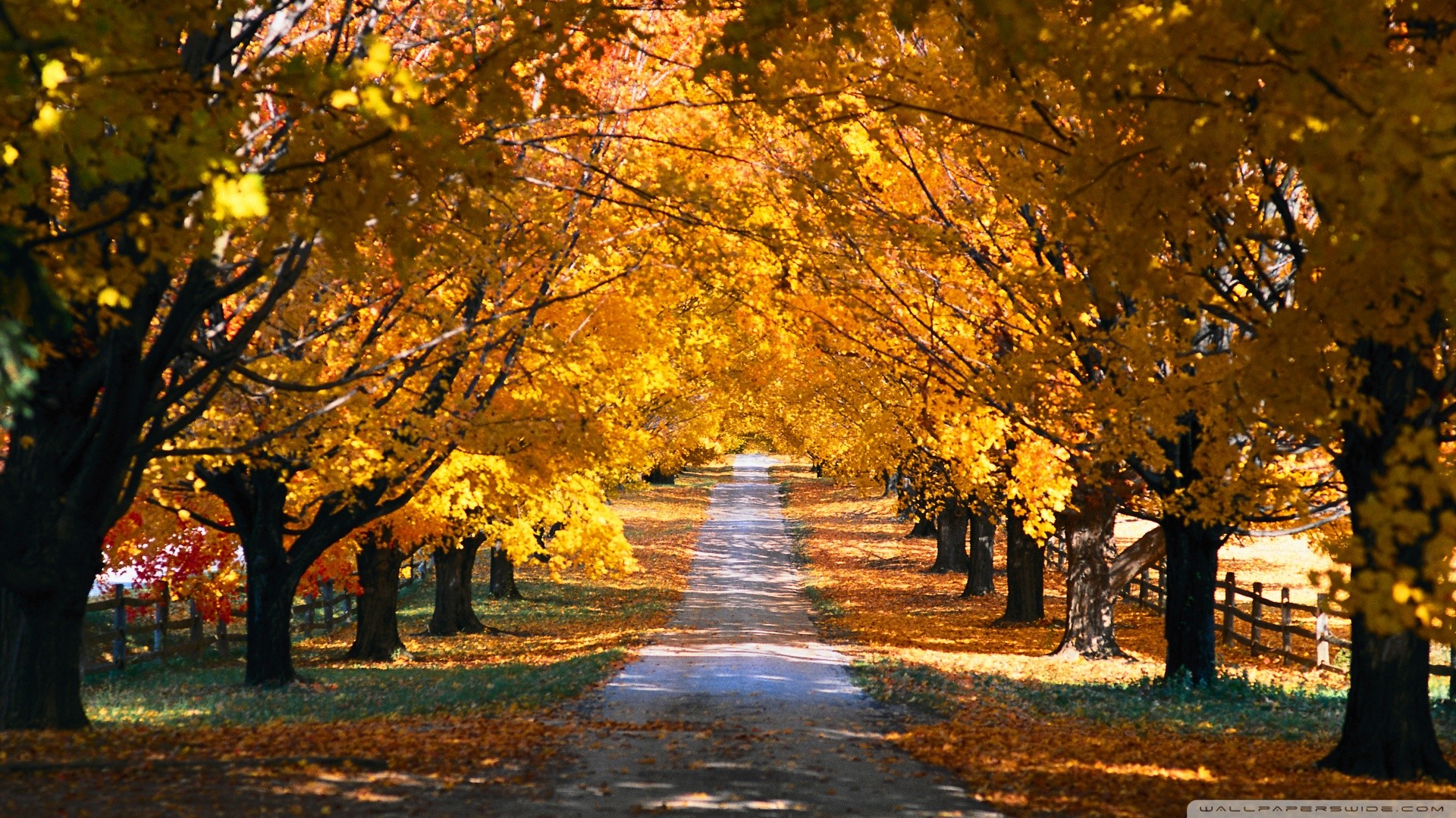 Strada, Viale alberato, Staccionata, Foglie gialle, 16:9 Full HD, sfondo widescreen