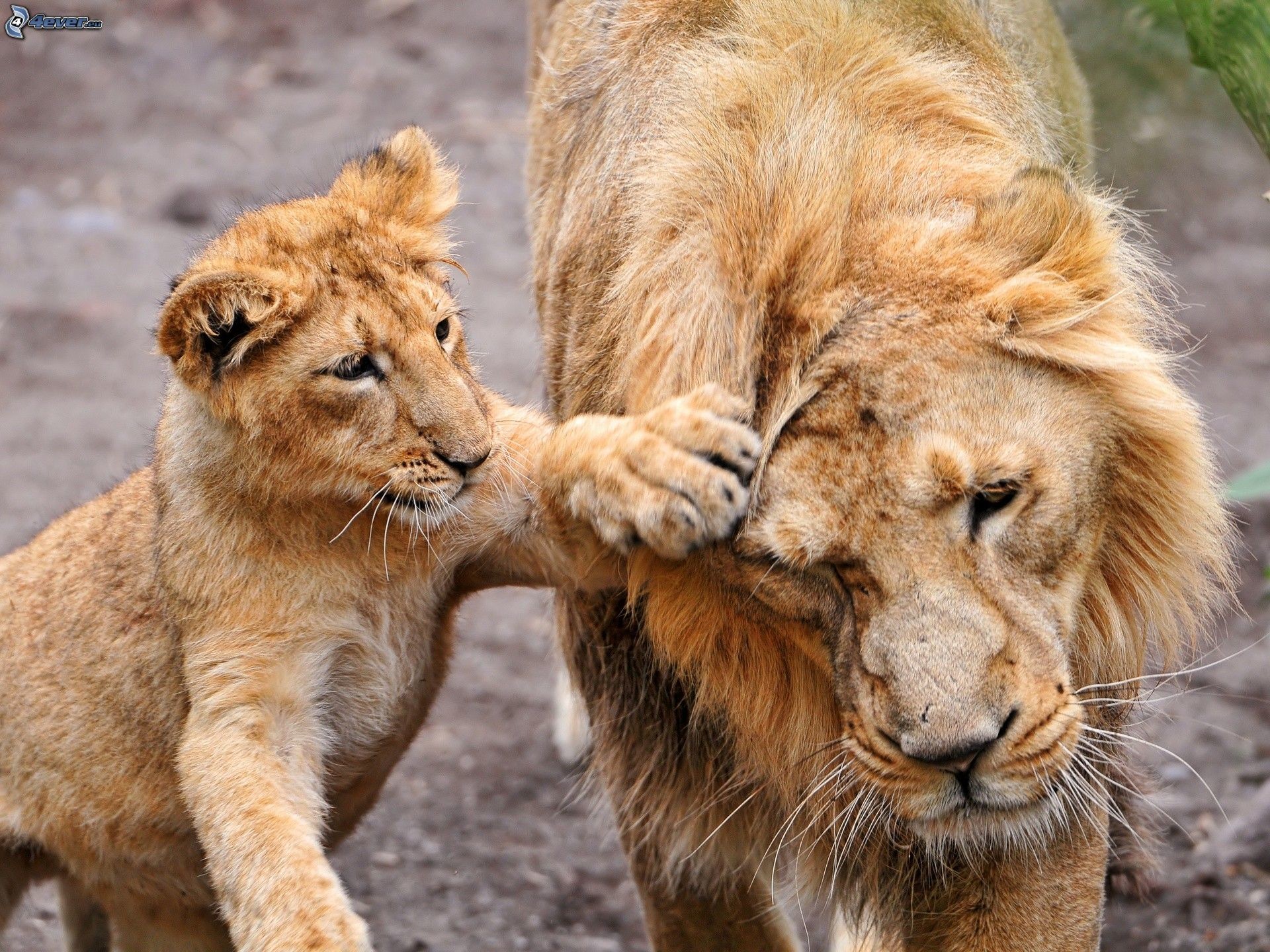 Leone, Cucciolo di leone, Gioco, Tenerezza, Full HD, sfondo per iPad e tablet