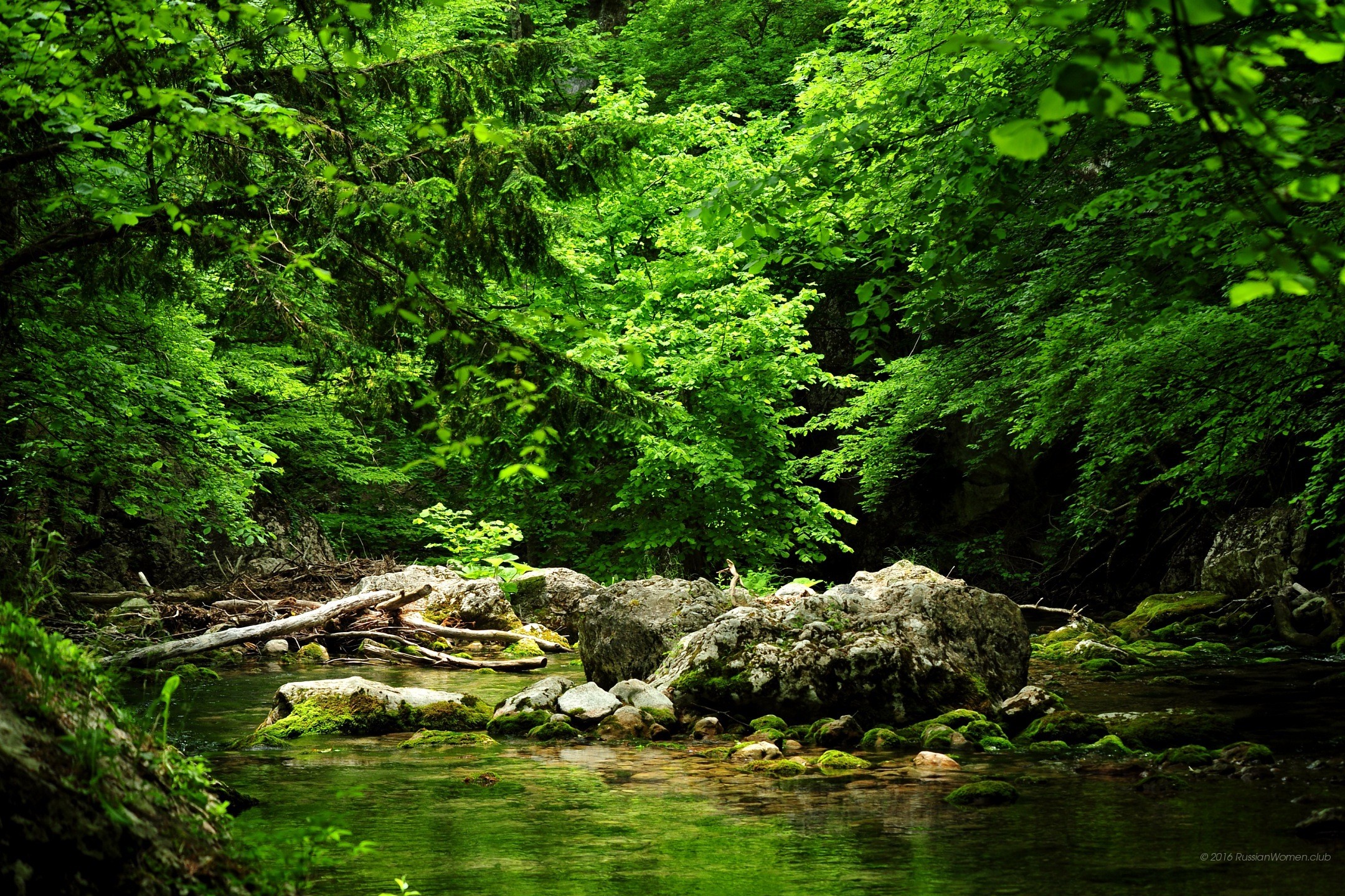 Foresta, Ruscello, Rocce, Verde, sfondo per il tuo cellulare