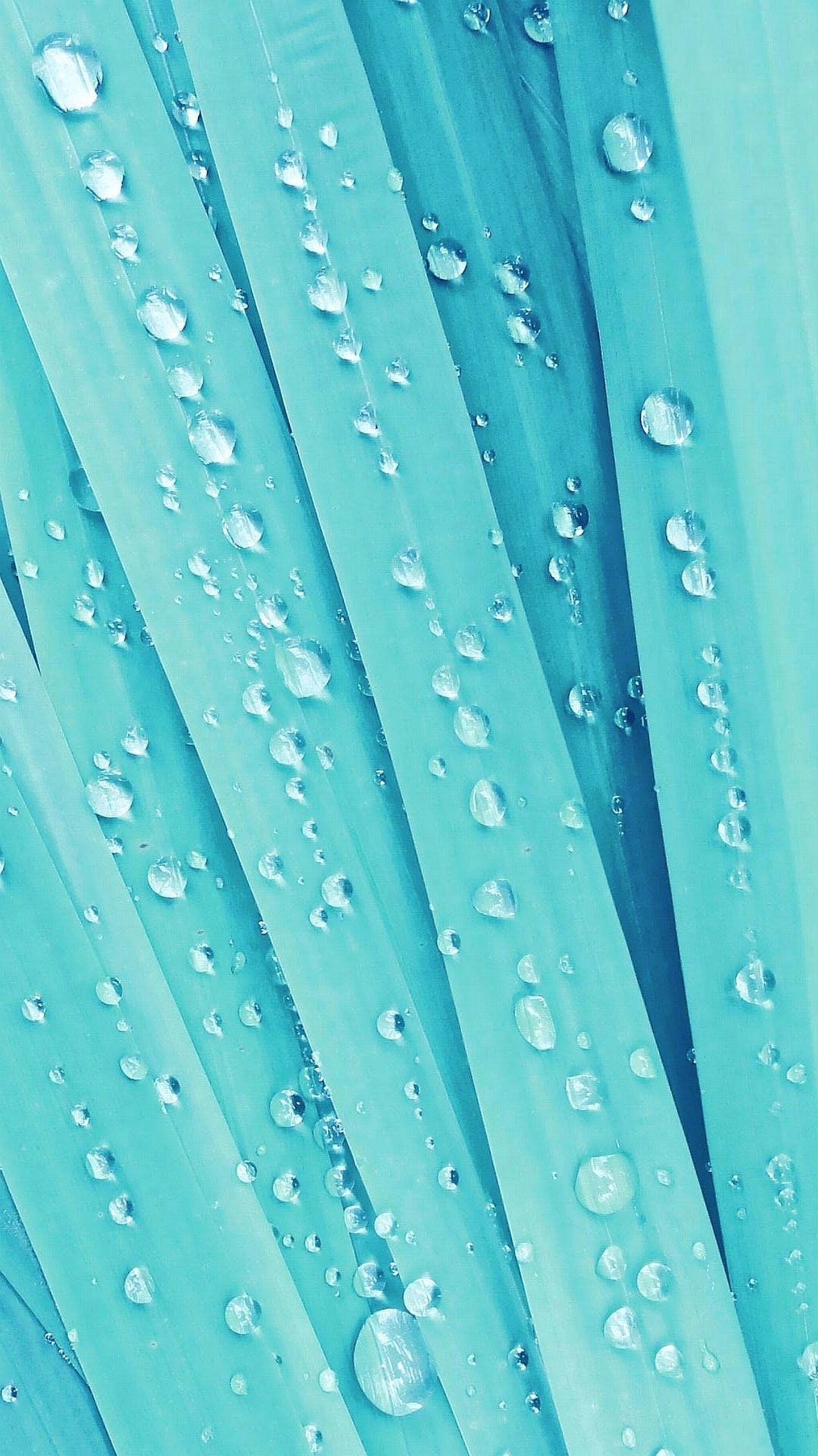 Gocce d'acqua, Foglie, Turchese, Macro, QHD+, sfondo per smartphone
