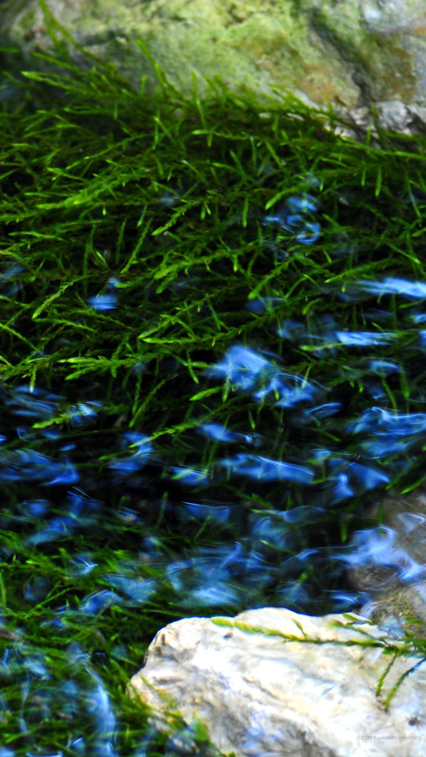 Ruscello, Erba, Sasso, Acqua, QHD+, schermata di blocco del cellulare