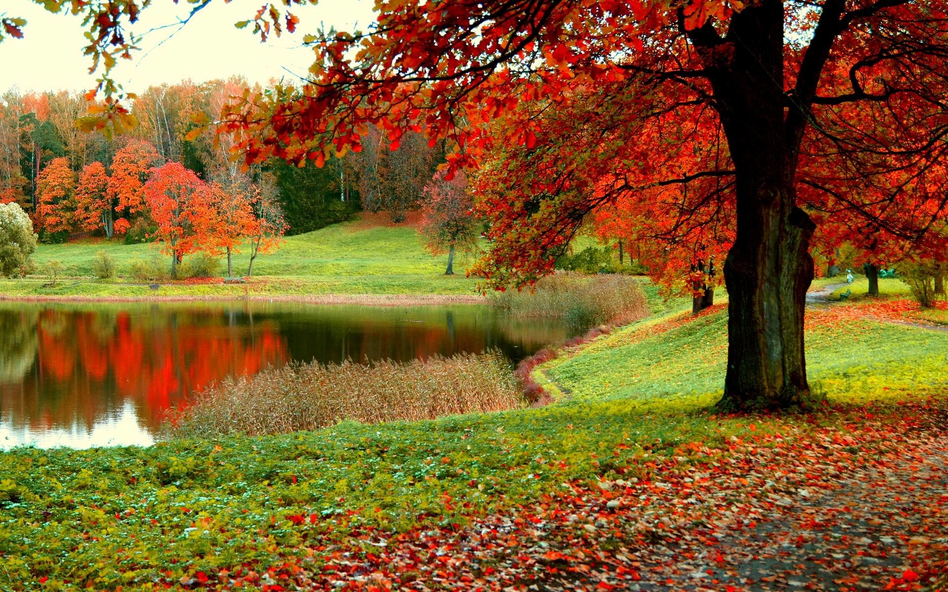 Alberi rossi, Lago, Autunno, Parco, Foglie cadute, Full HD, sfondo desktop