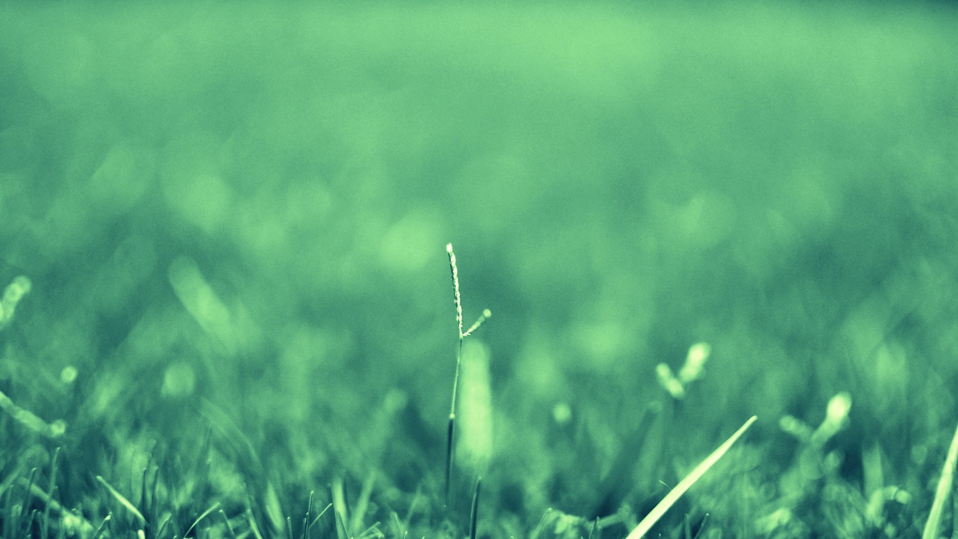 Prato, Erba, Verde, Profondità di campo, 16:9 Full HD, sfondo widescreen