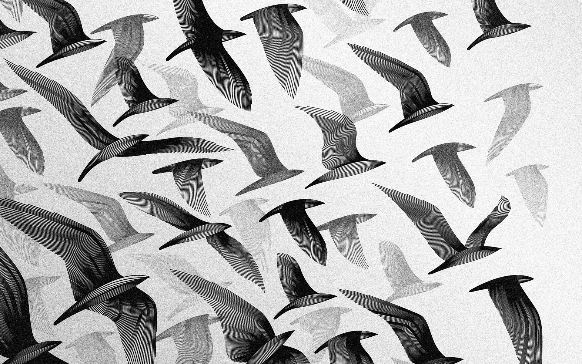 Stormo di uccelli, Uccelli in volo, Bianco e nero, 16:10 Full HD, sfondo widescreen