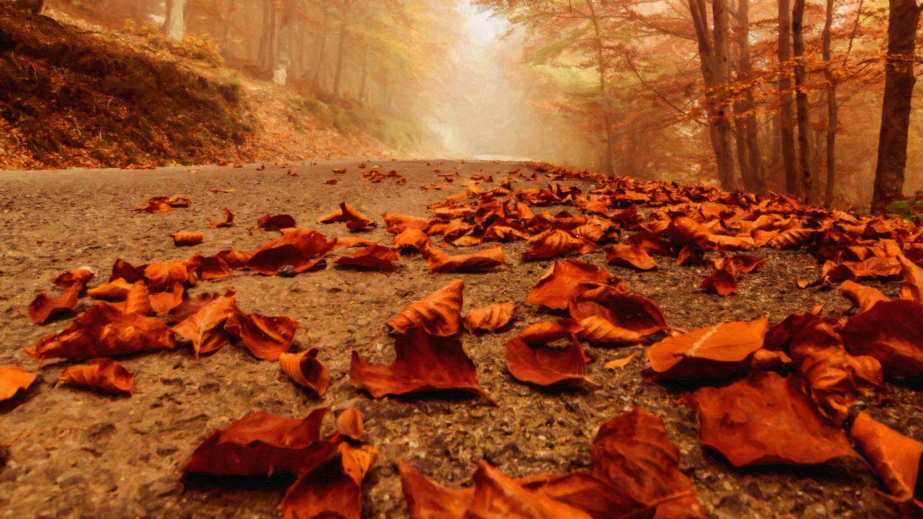 Foglie cadute, Sentiero, Nebbia, Bosco, 16:9 2K, wallpaper widescreen