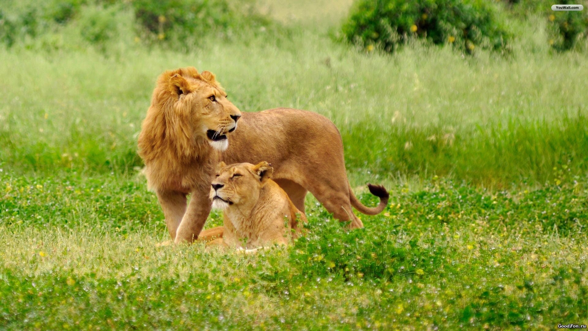 Leone, Leonessa, Prato, Savana, Full HD, sfondo desktop
