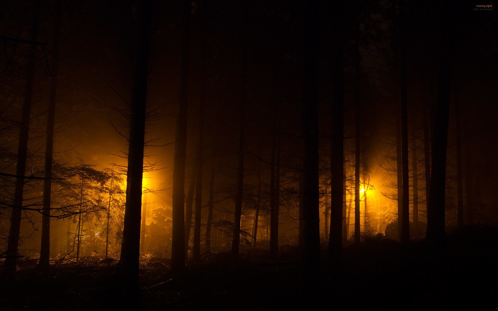 Foresta oscura, Luce arancione, Silhouette, Notte, 16:10 Full HD, wallpaper widescreen