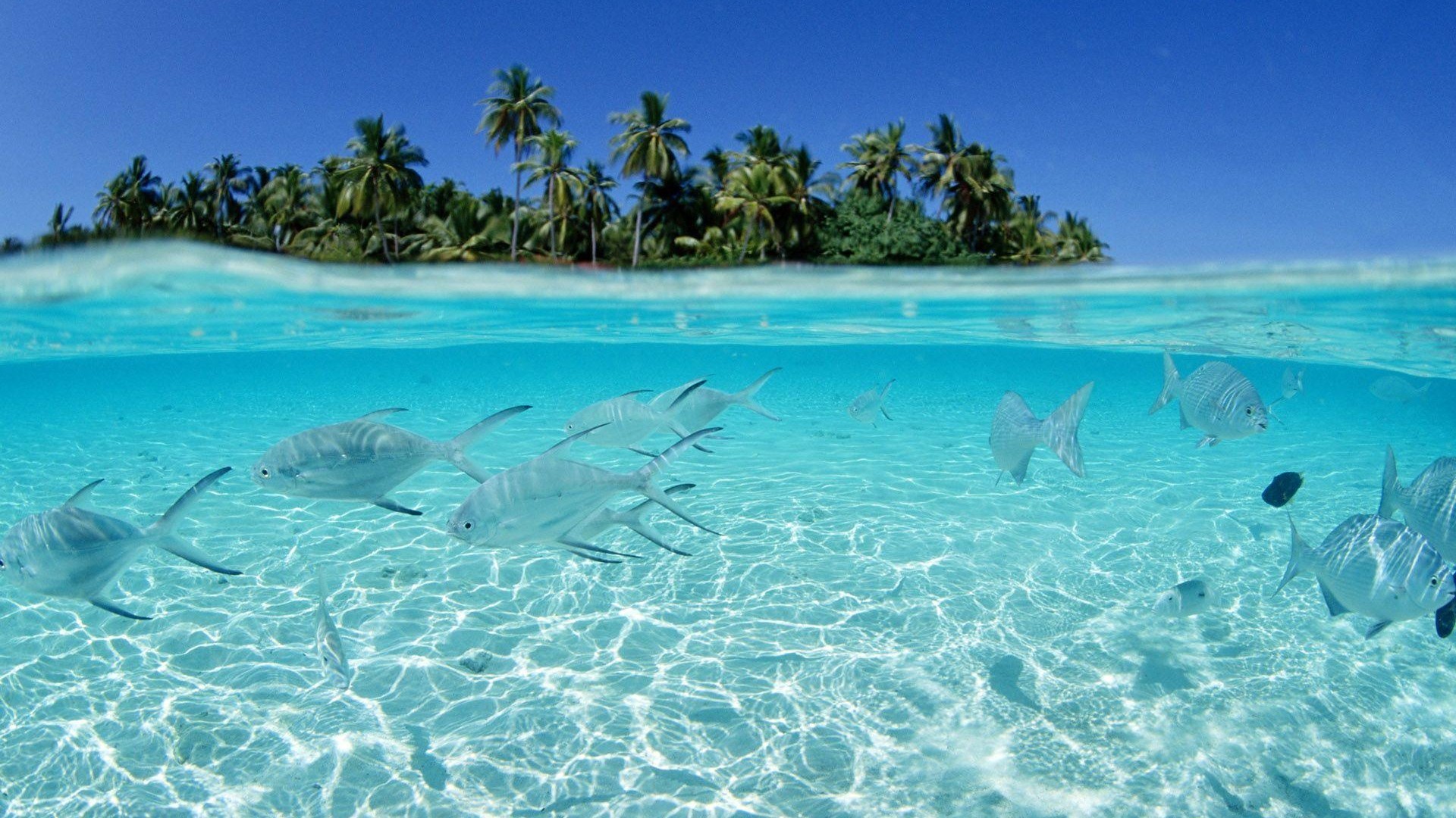 Isola tropicale, Pesci, Vista subacquea, Palme, Acqua turchese, 1920x1080, immagine di sfondo