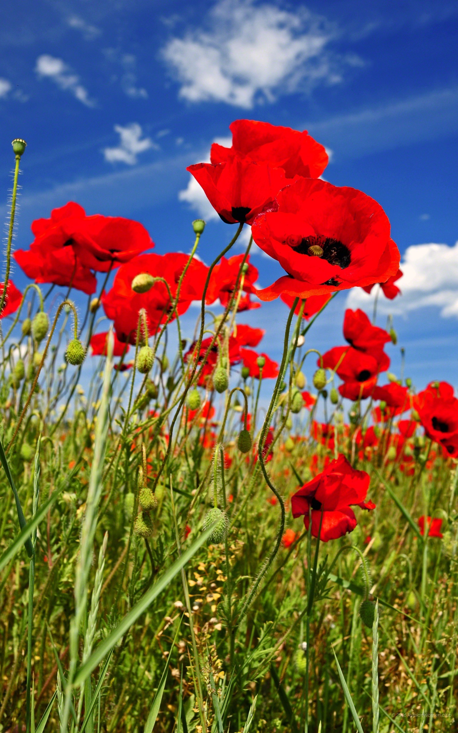 Papaveri, Campo, Cielo blu, Rosso, wallpaper per iPhone e Android