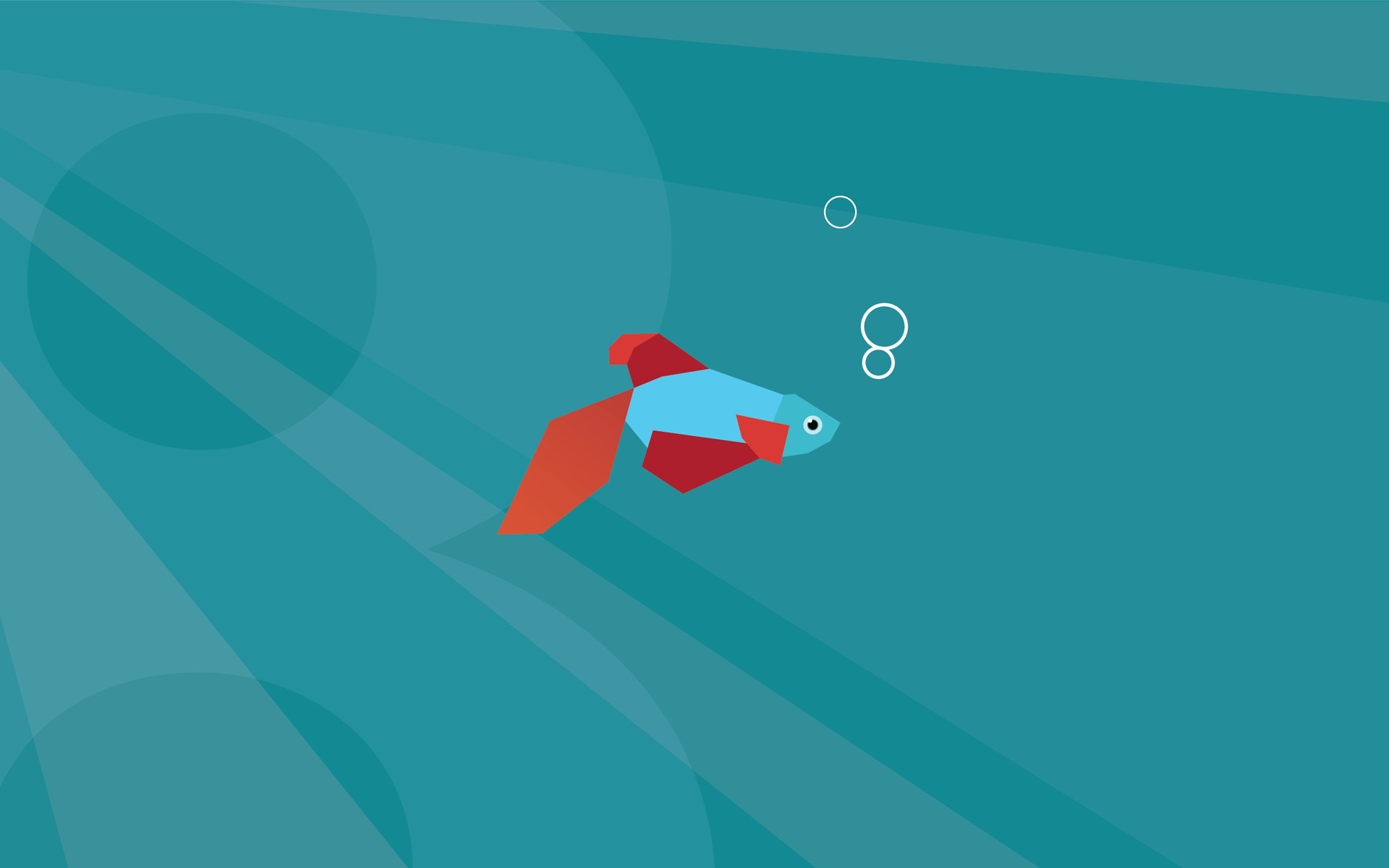 Pesce combattente, Betta, Windows 8, Verde acqua, Full HD, wallpaper per portatile