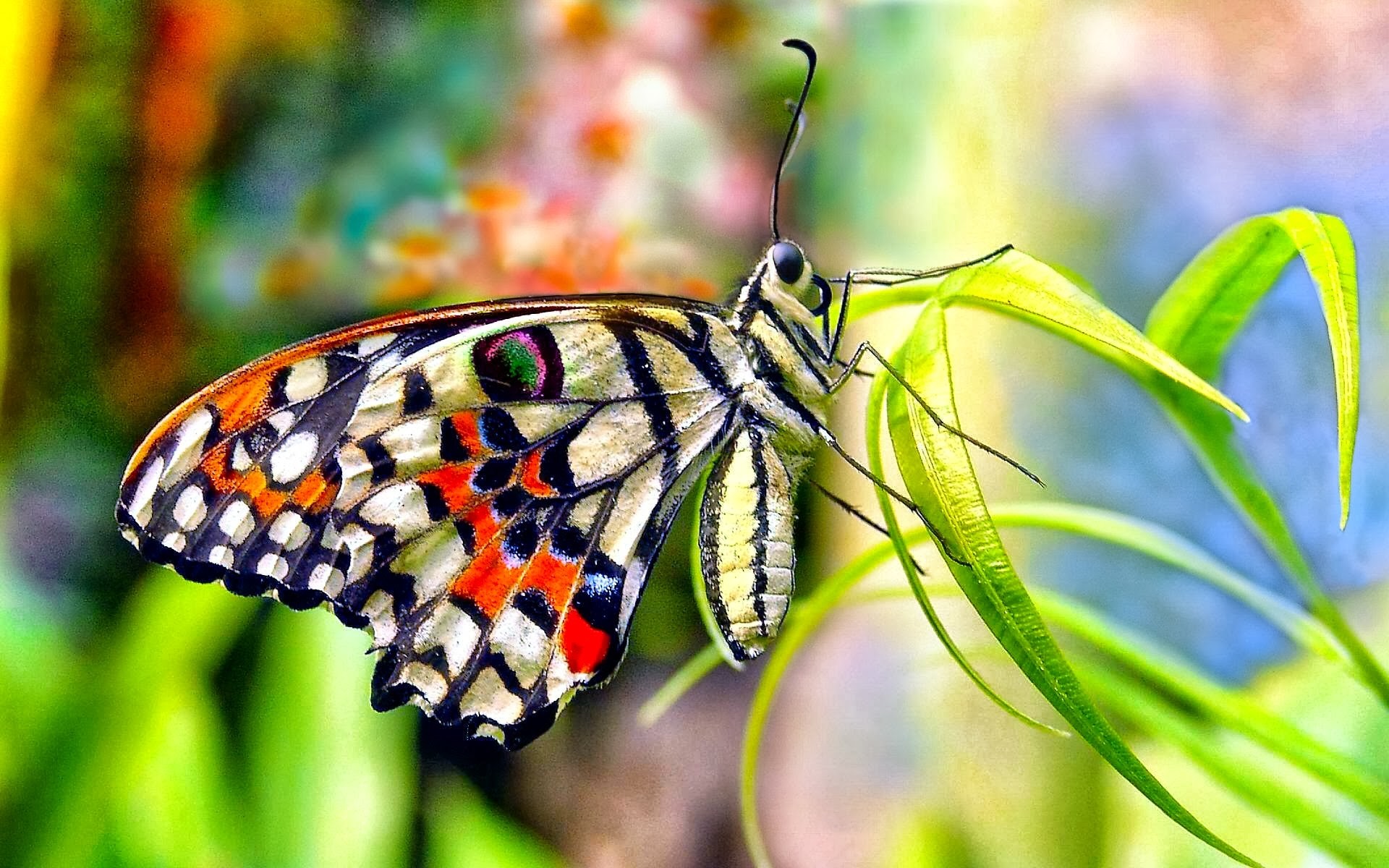 Papilio demoleus, Farfalla, Macro, Erba, Full HD, wallpaper per portatile