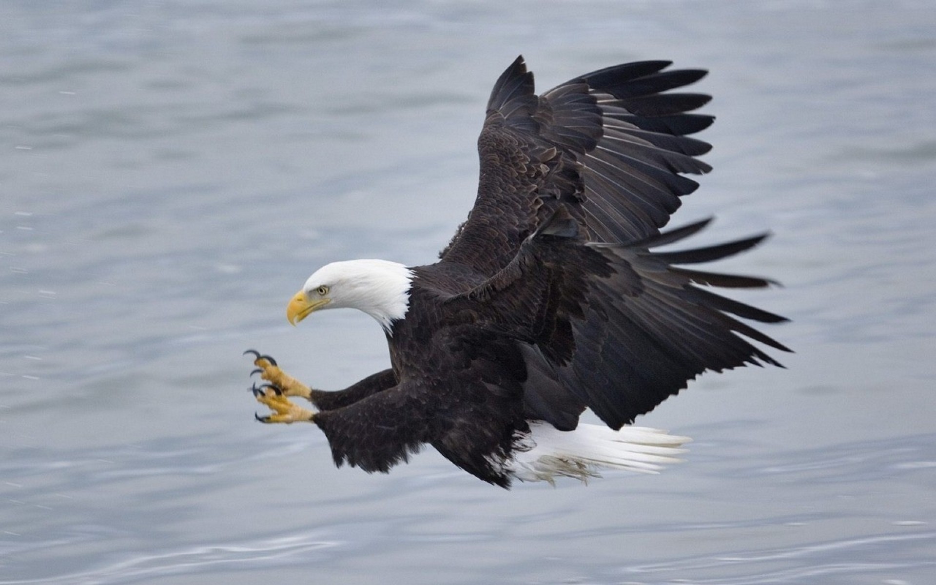 Aquila calva, Atterraggio, Neve, 16:10 Full HD, sfondo widescreen