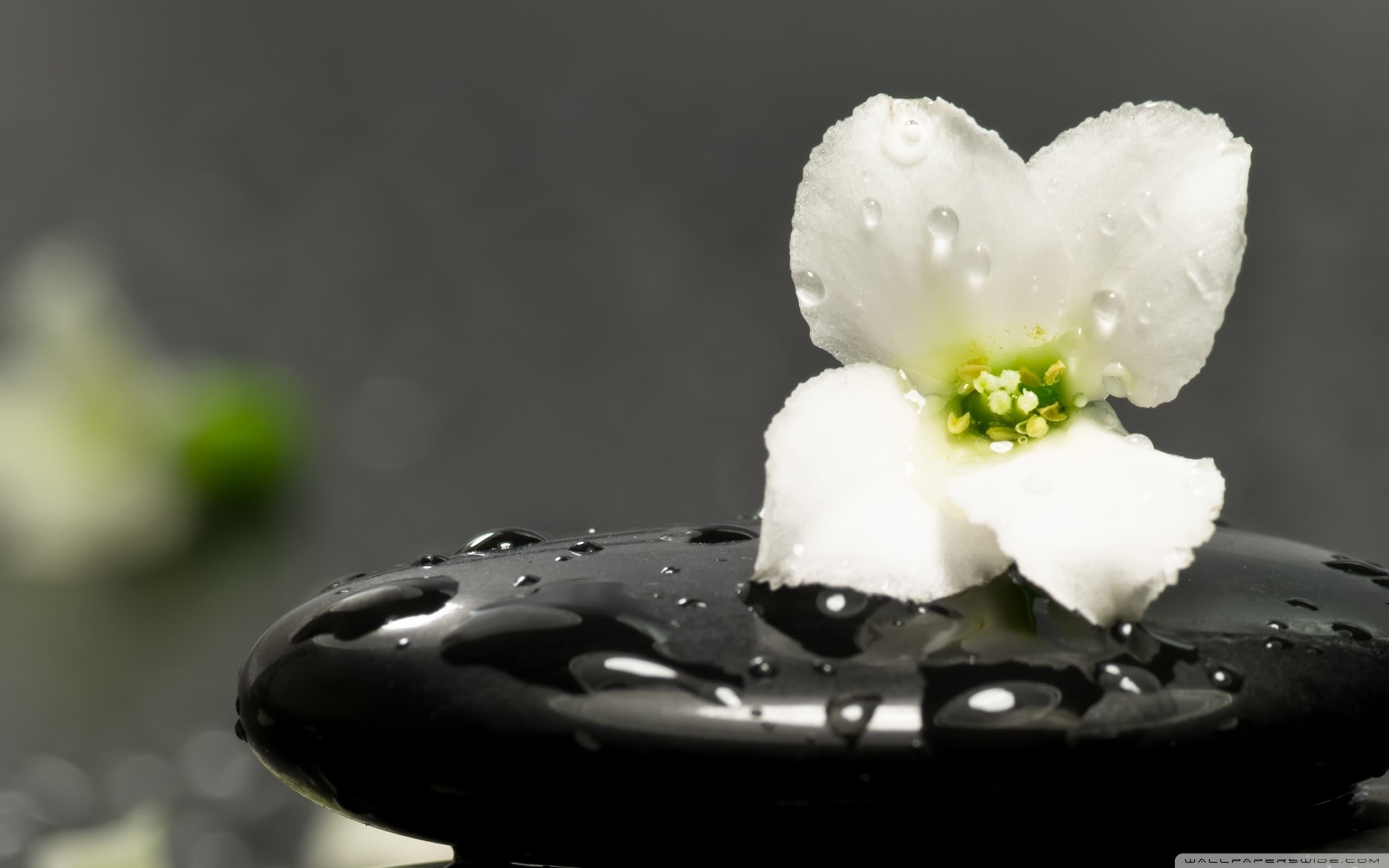 Fiore bianco, Pietra nera, Gocce d'acqua, 2K, sfondo Windows 11