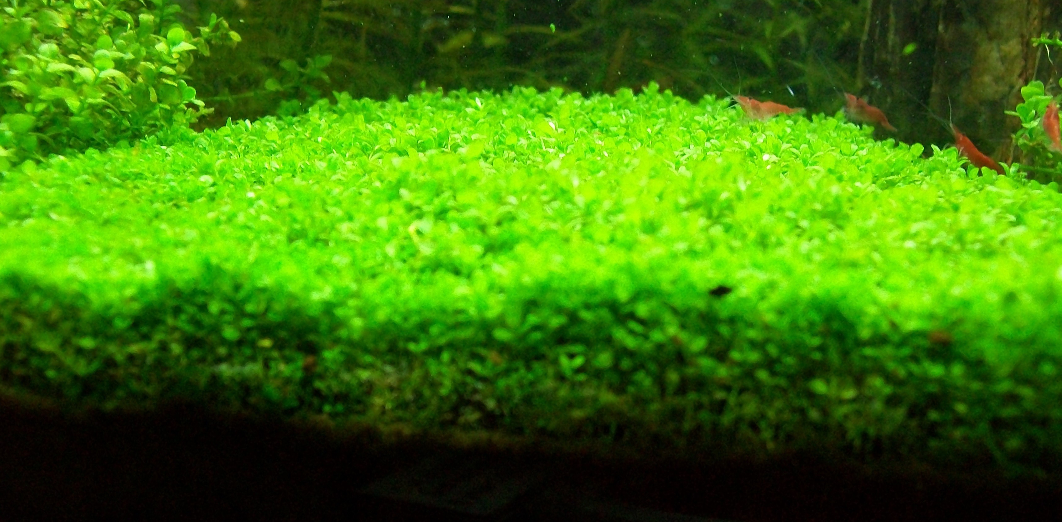 Prato acquatico, Piante verdi, Acquascaping, 2K, sfondo per PC e portatile