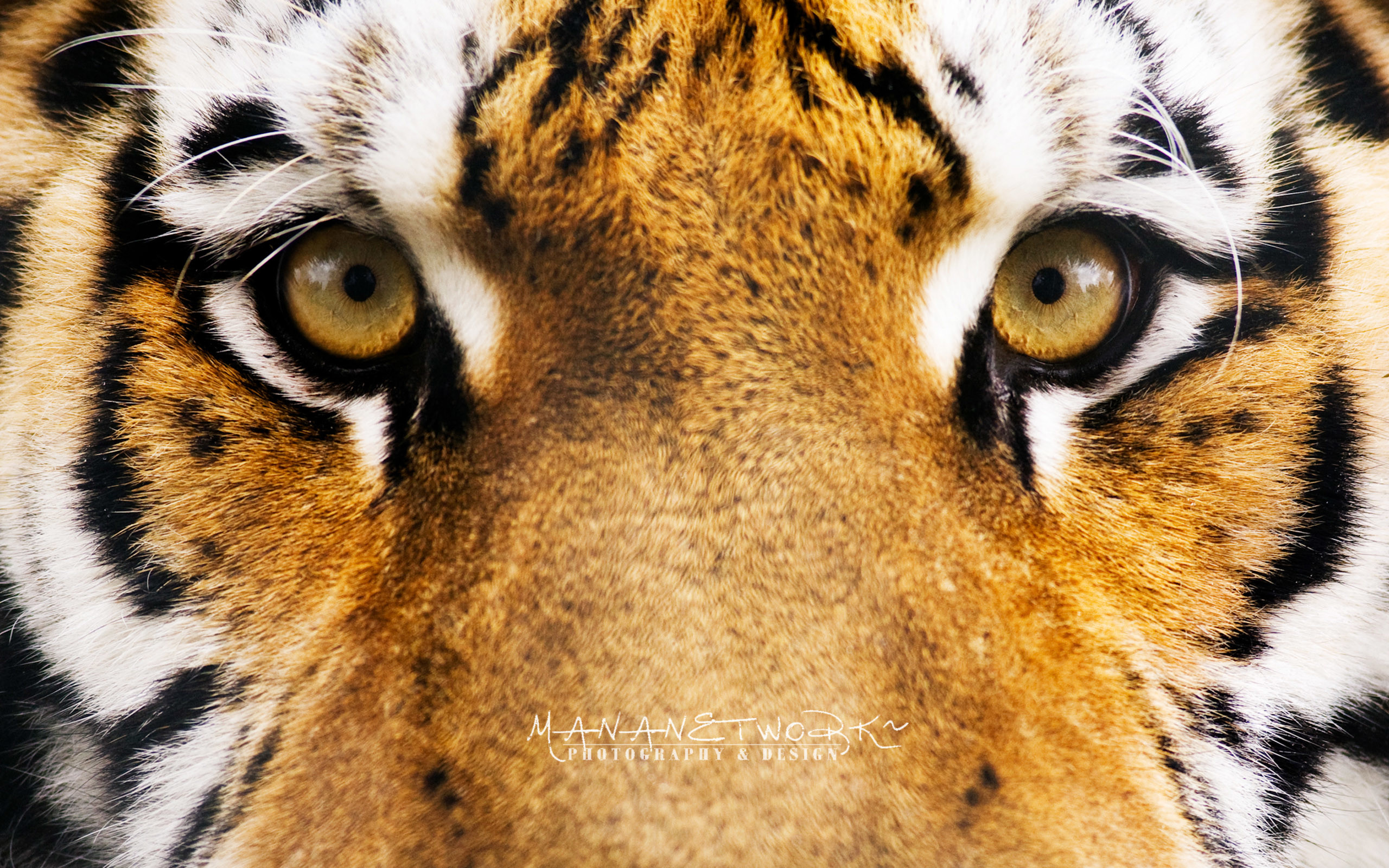 Tigre, Occhi, Macro, Muso, 2K, sfondo Windows 11