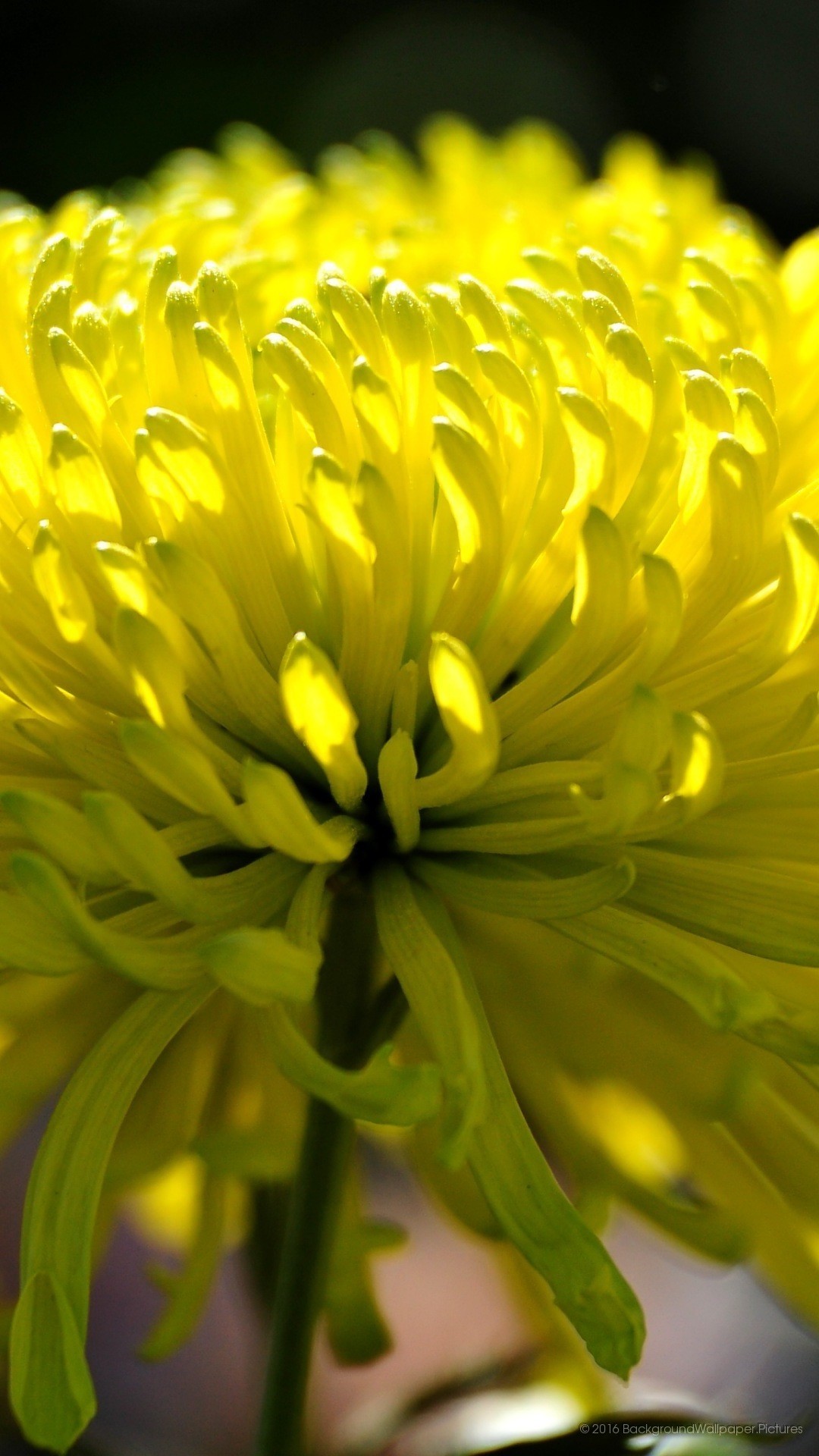 Crisantemo, Fiore giallo, Macro, Full HD, sfondo per iPhone e Android
